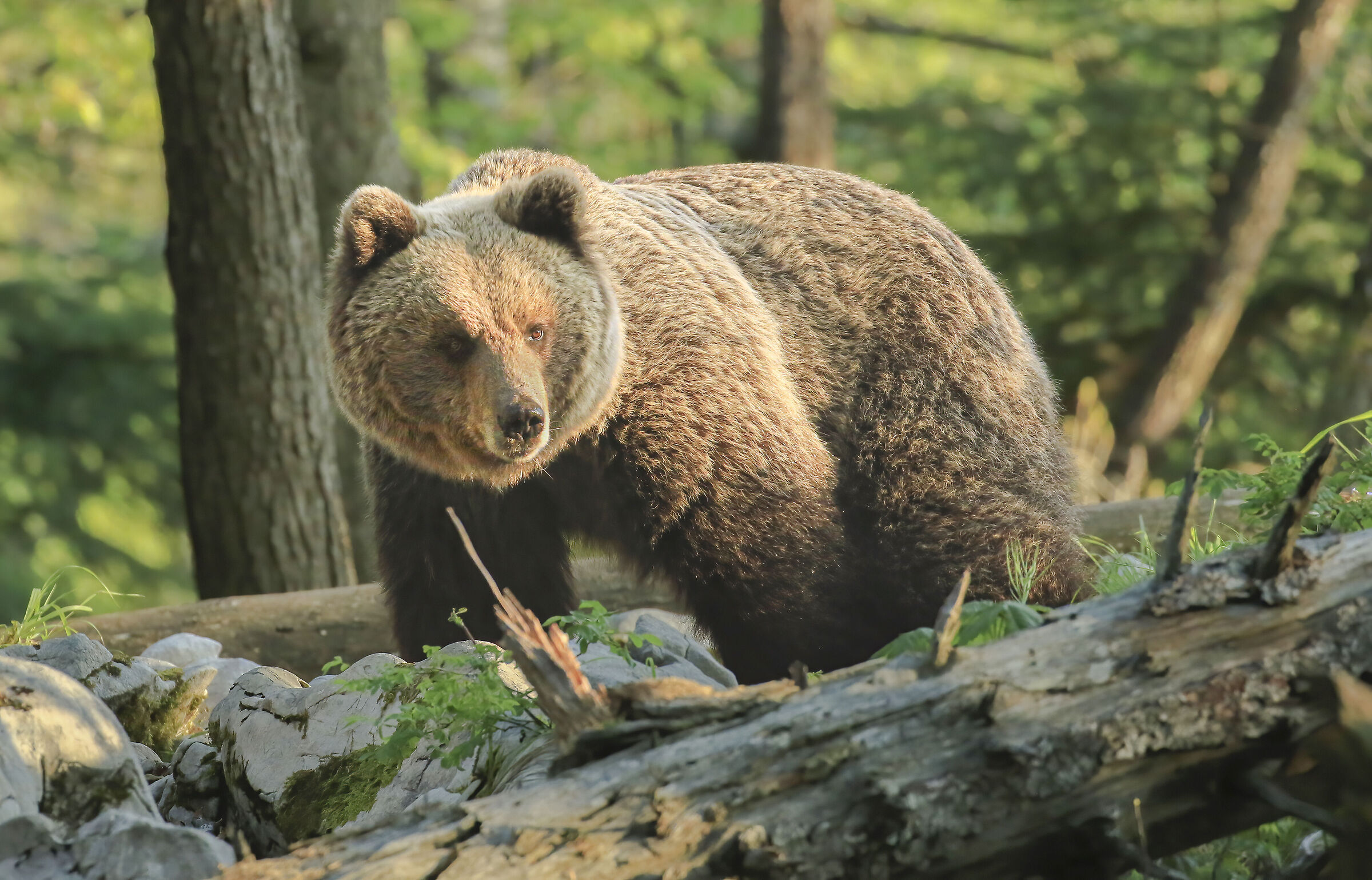 orso sloveno