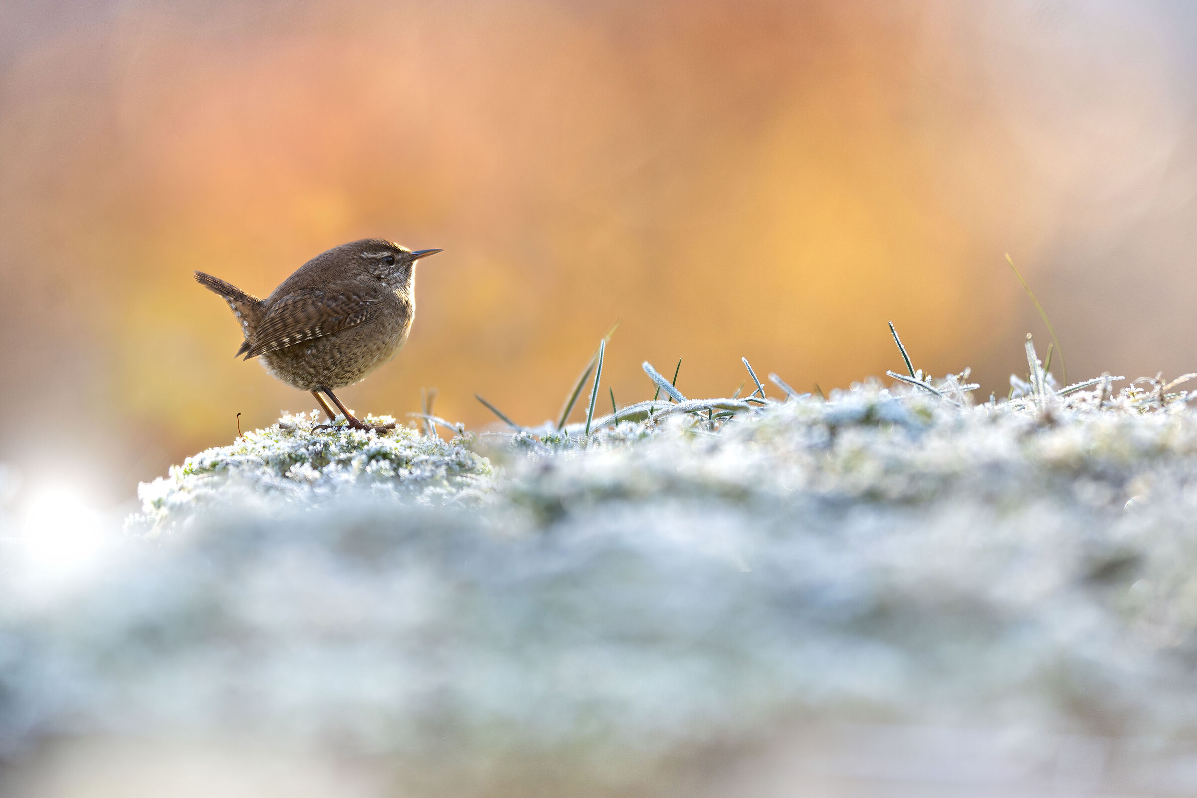 Wren
