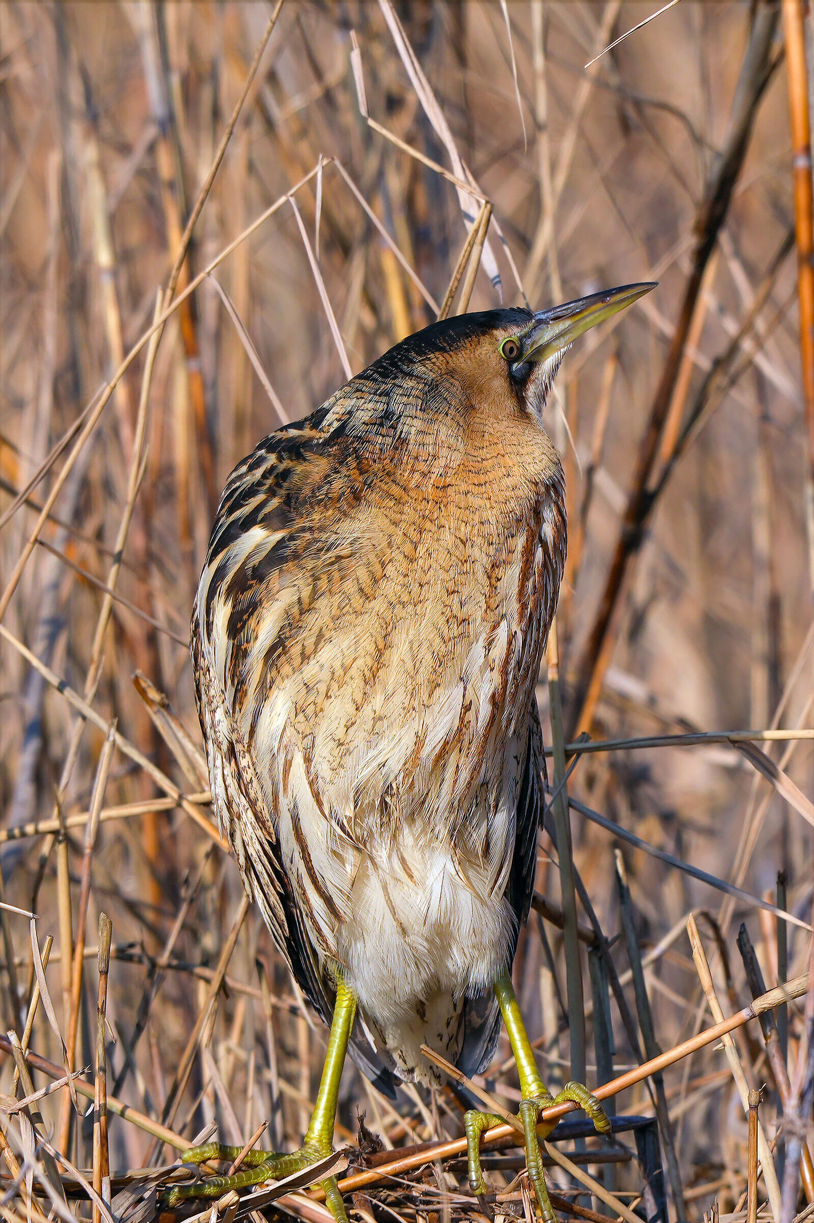 Bittern