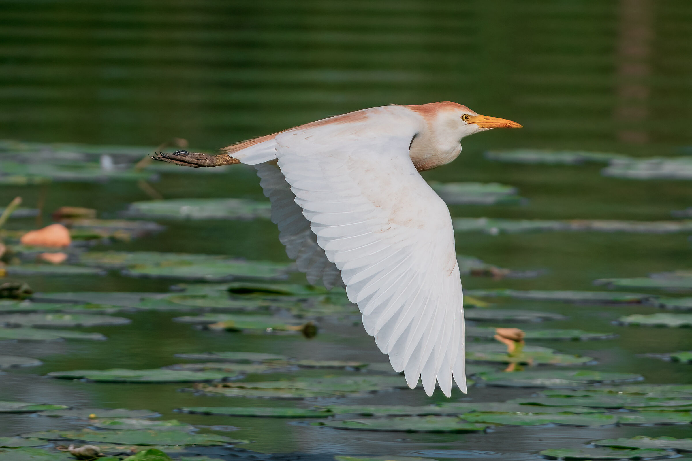 The flight of the cattle egret