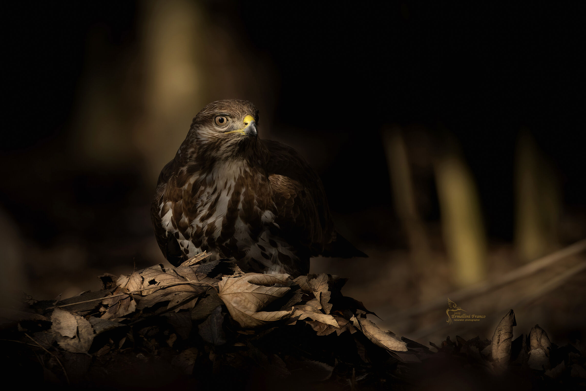 Buzzard