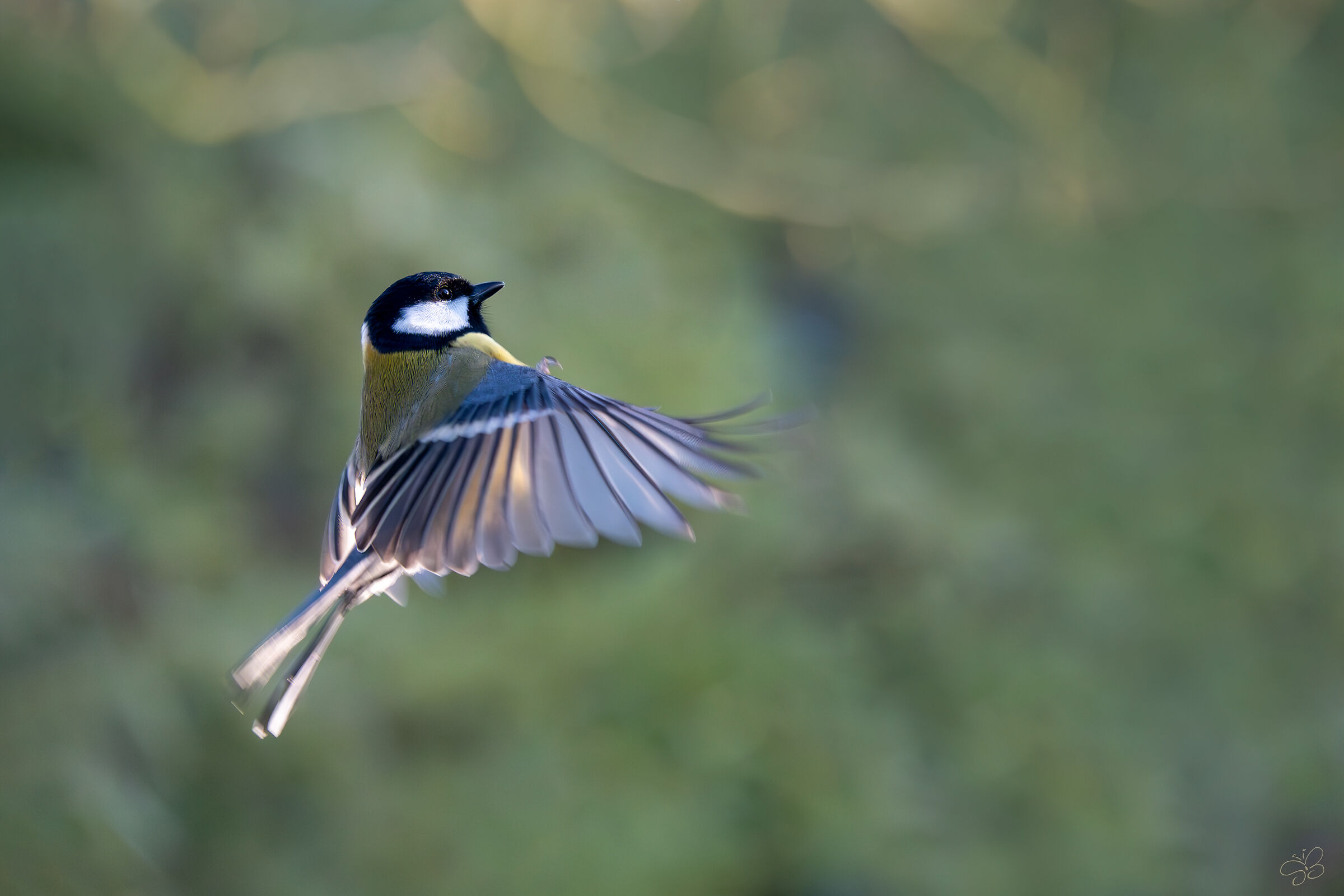 First shots on the fly