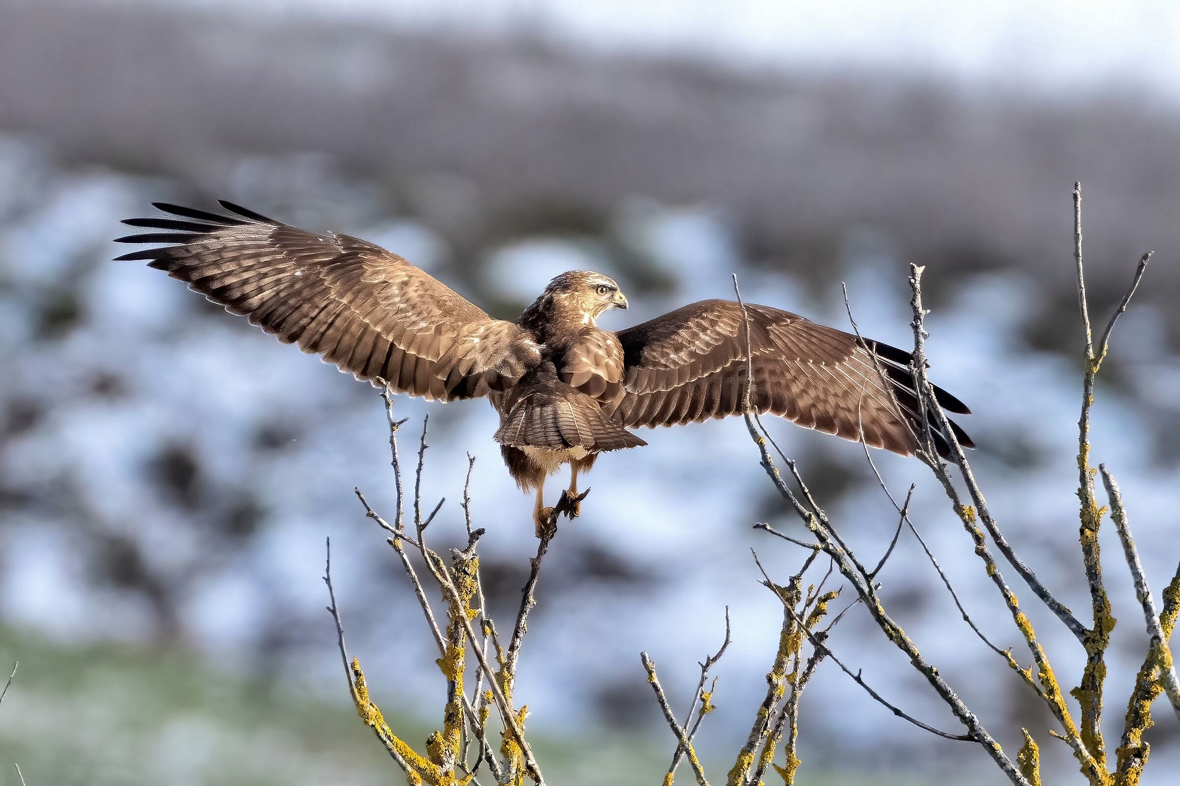 Poiana (Buteo buteo)