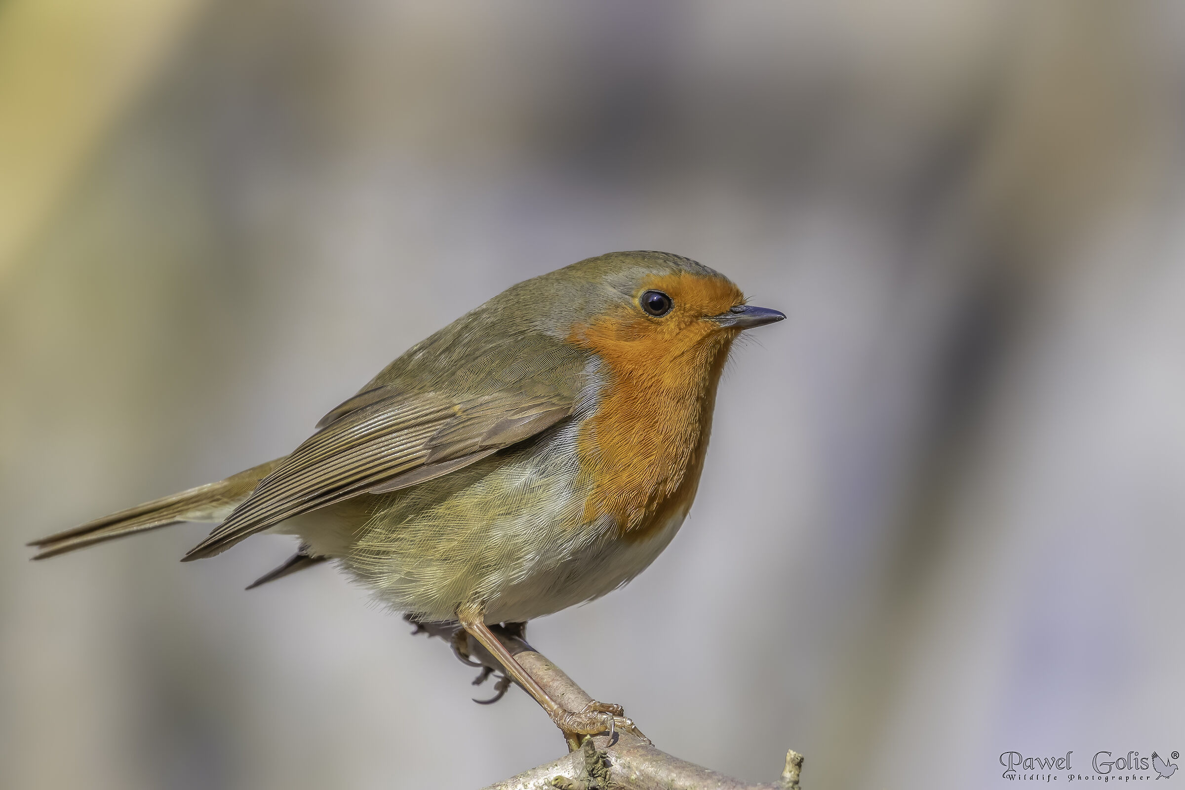 Pettirosso europeo (Erithacus rubecula)