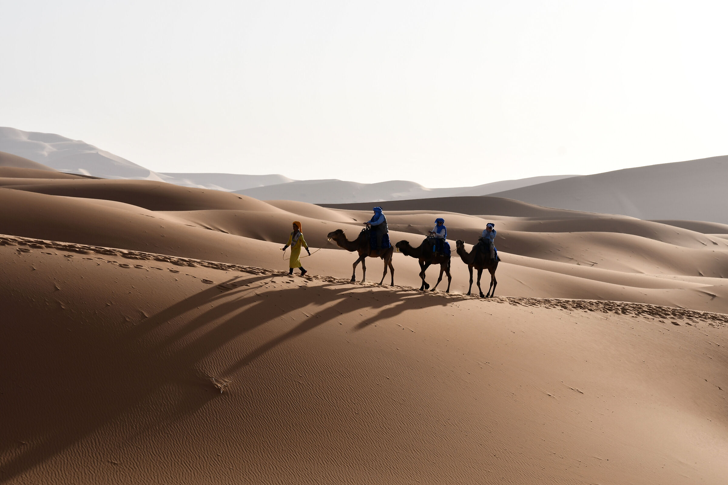 Camels