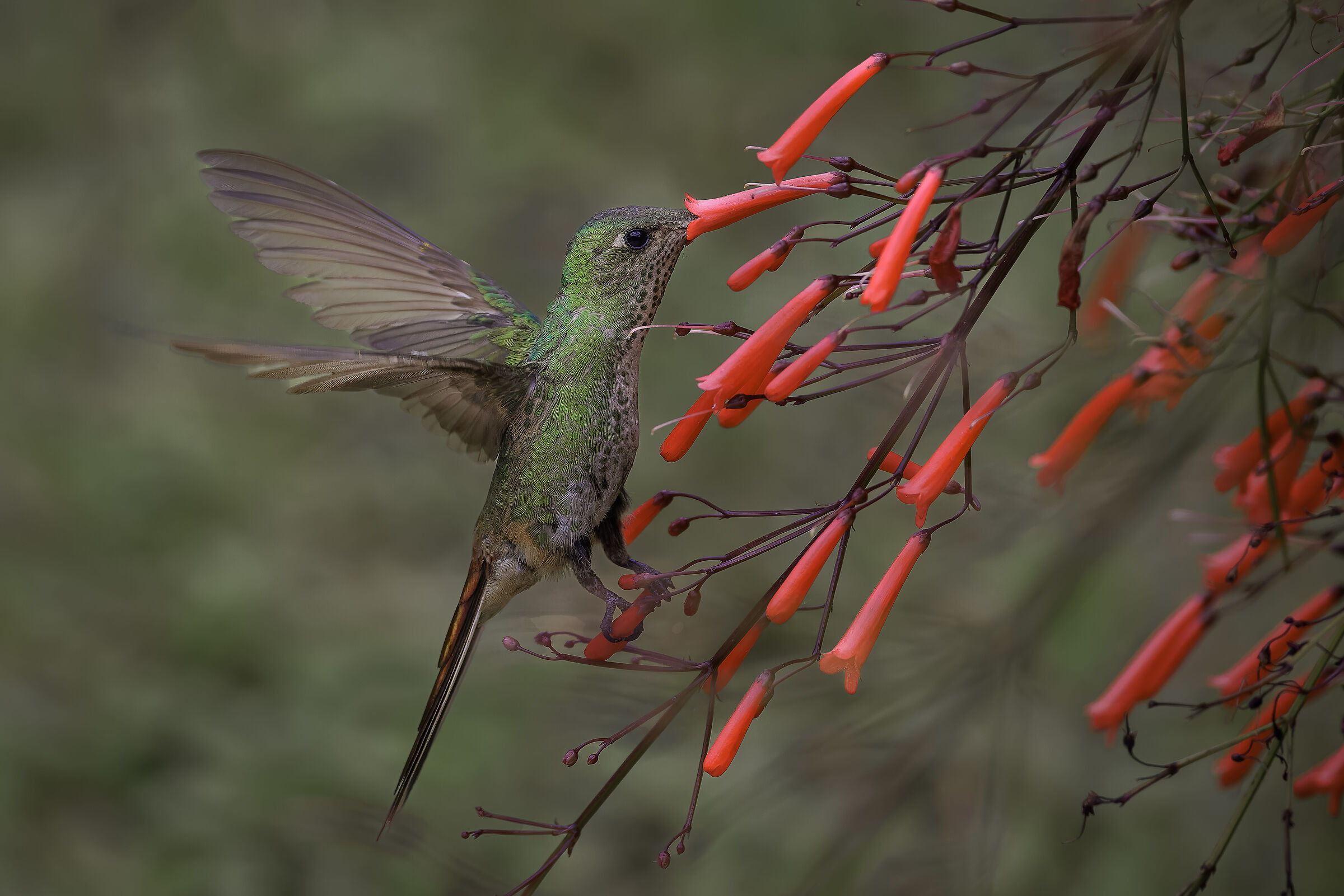 Colibrì cometa dalla coda rossa n.2