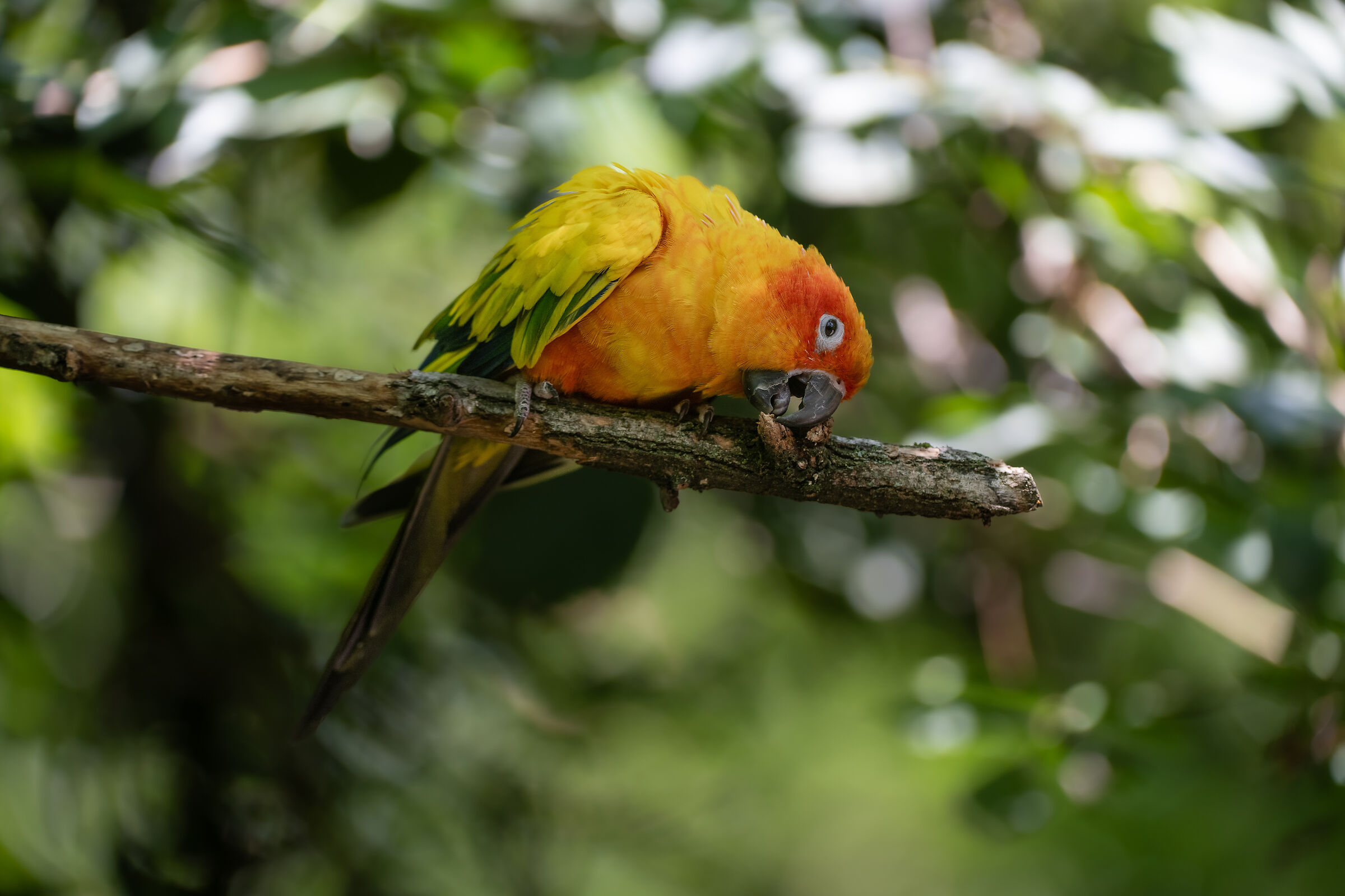 Conuro del sole