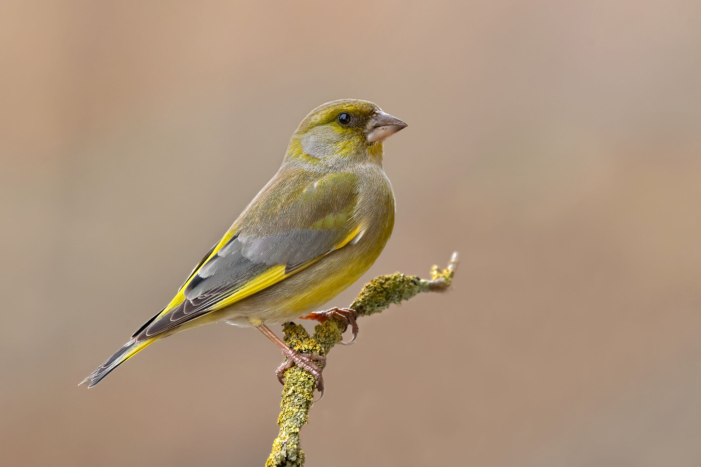 Greenfinch