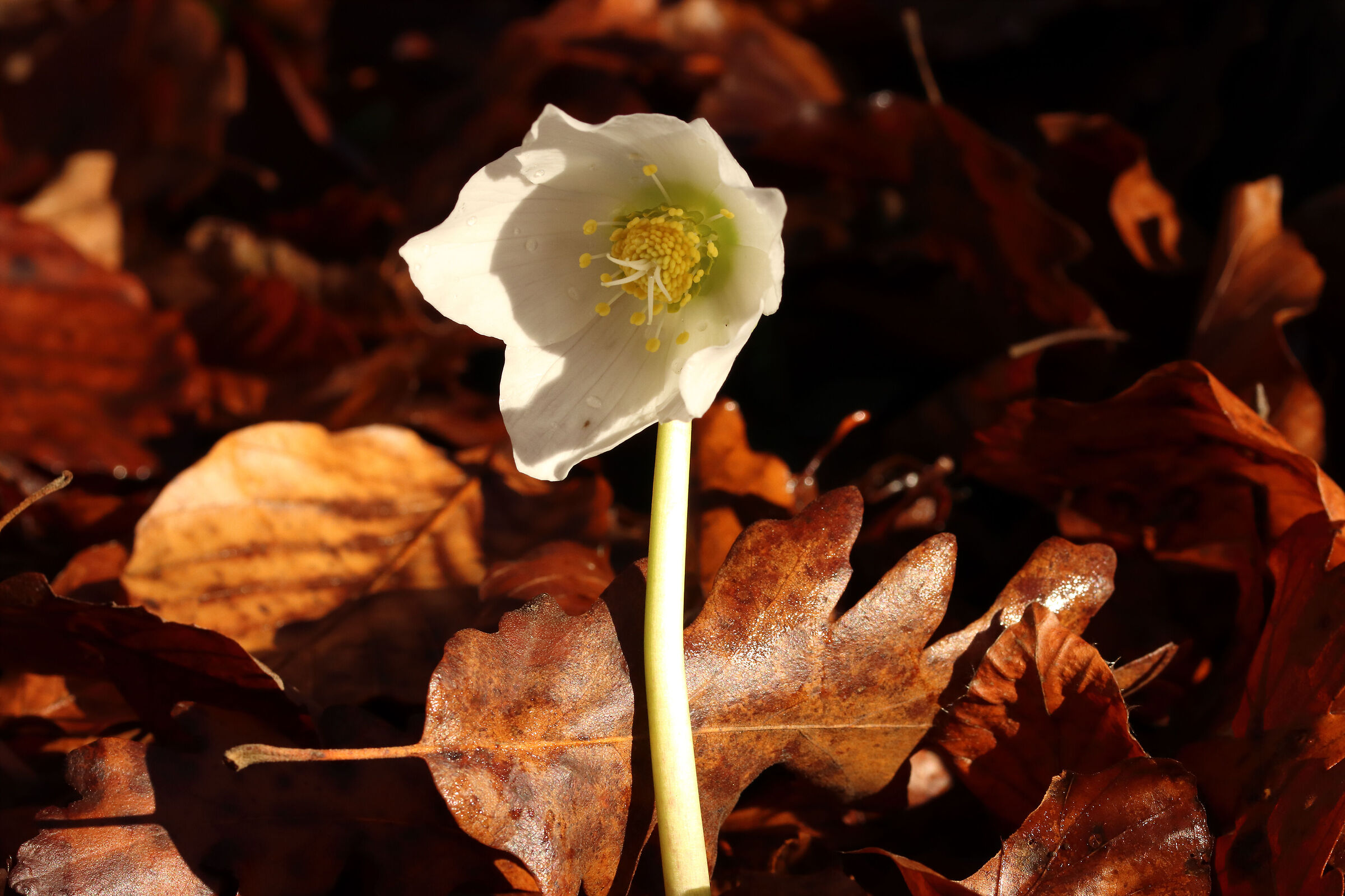 hellebore-