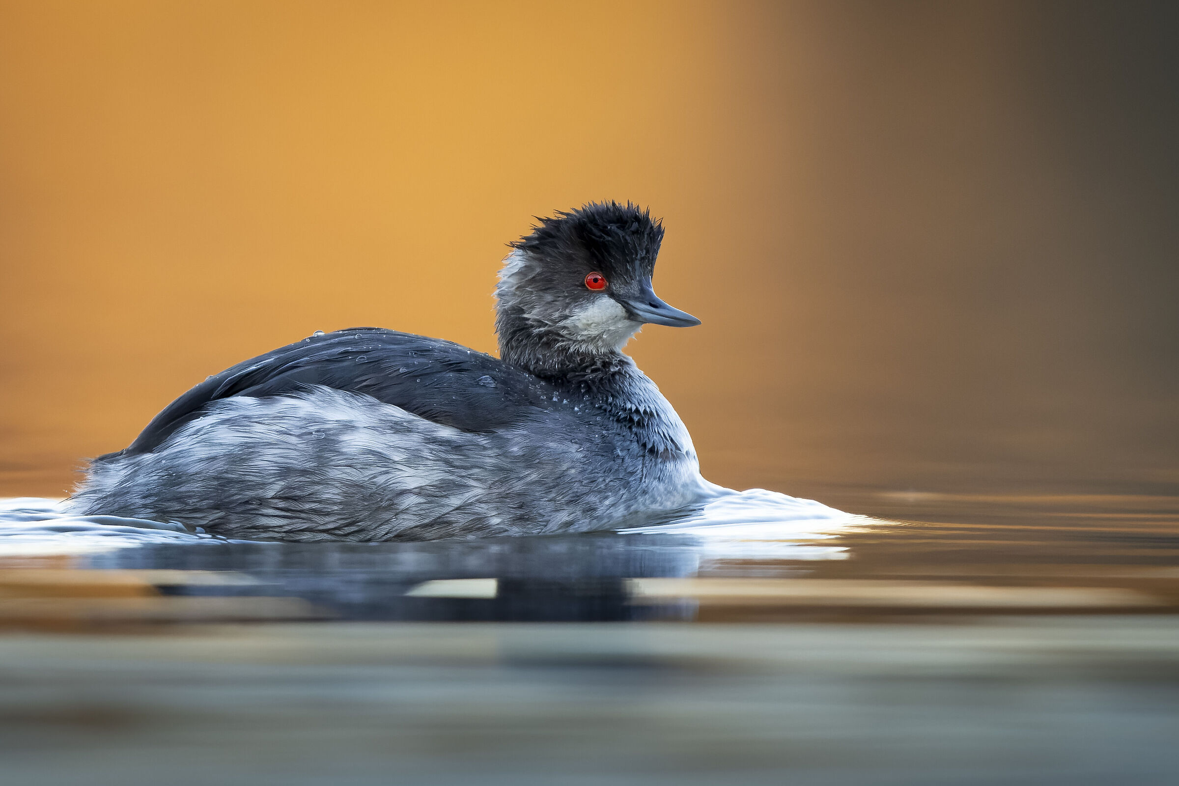 Black-necked grebe