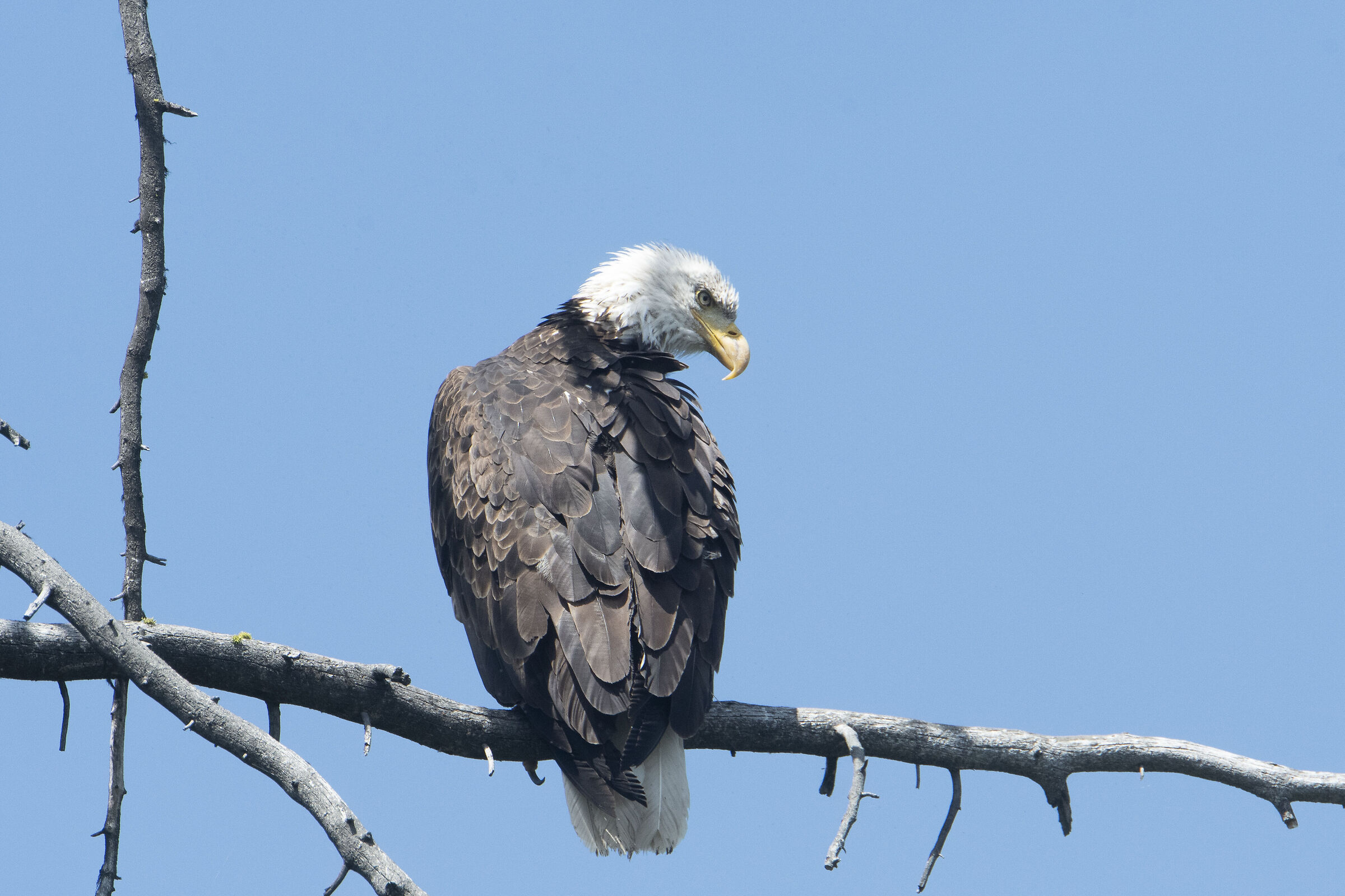 Aquila testa bianca