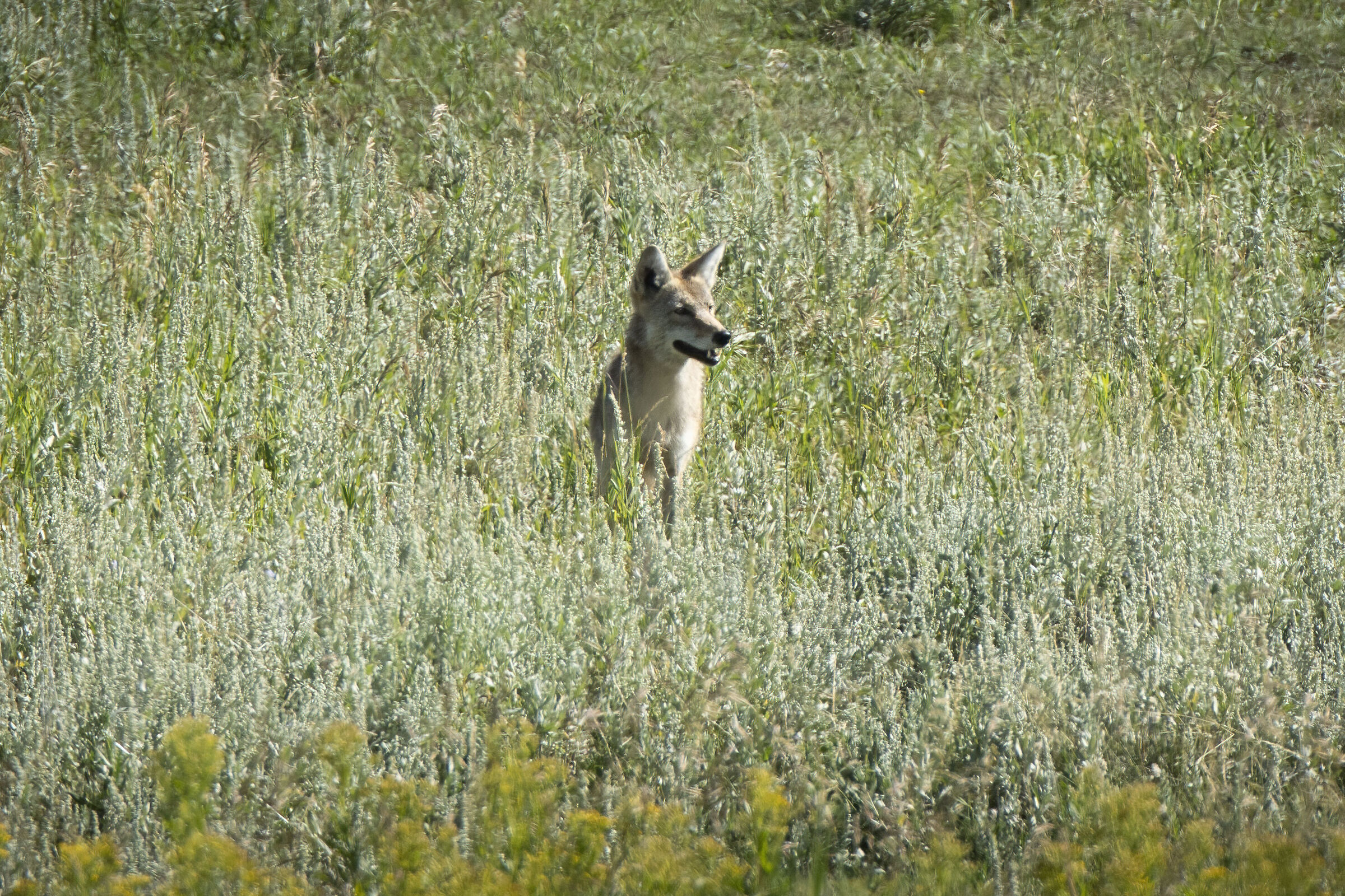 Coyote