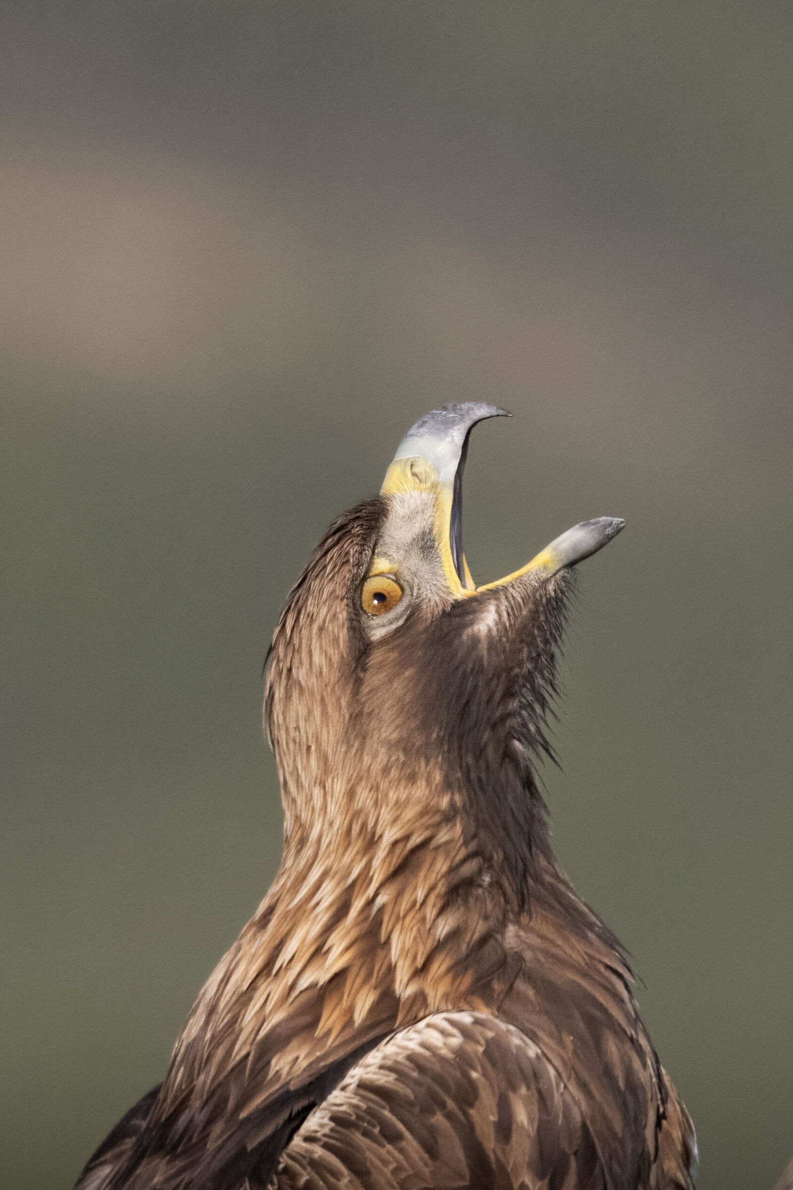 Aquila reale