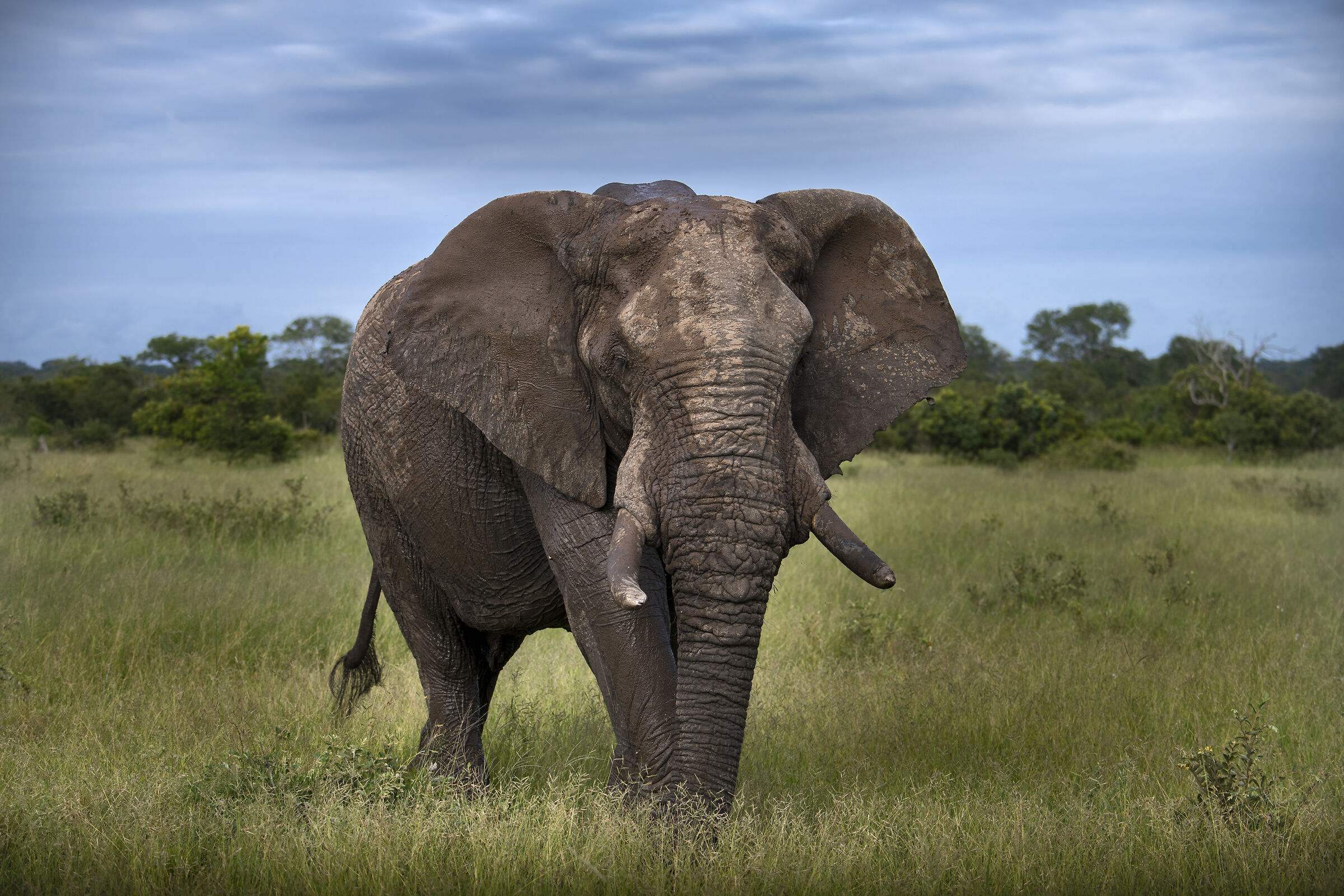 Elefante