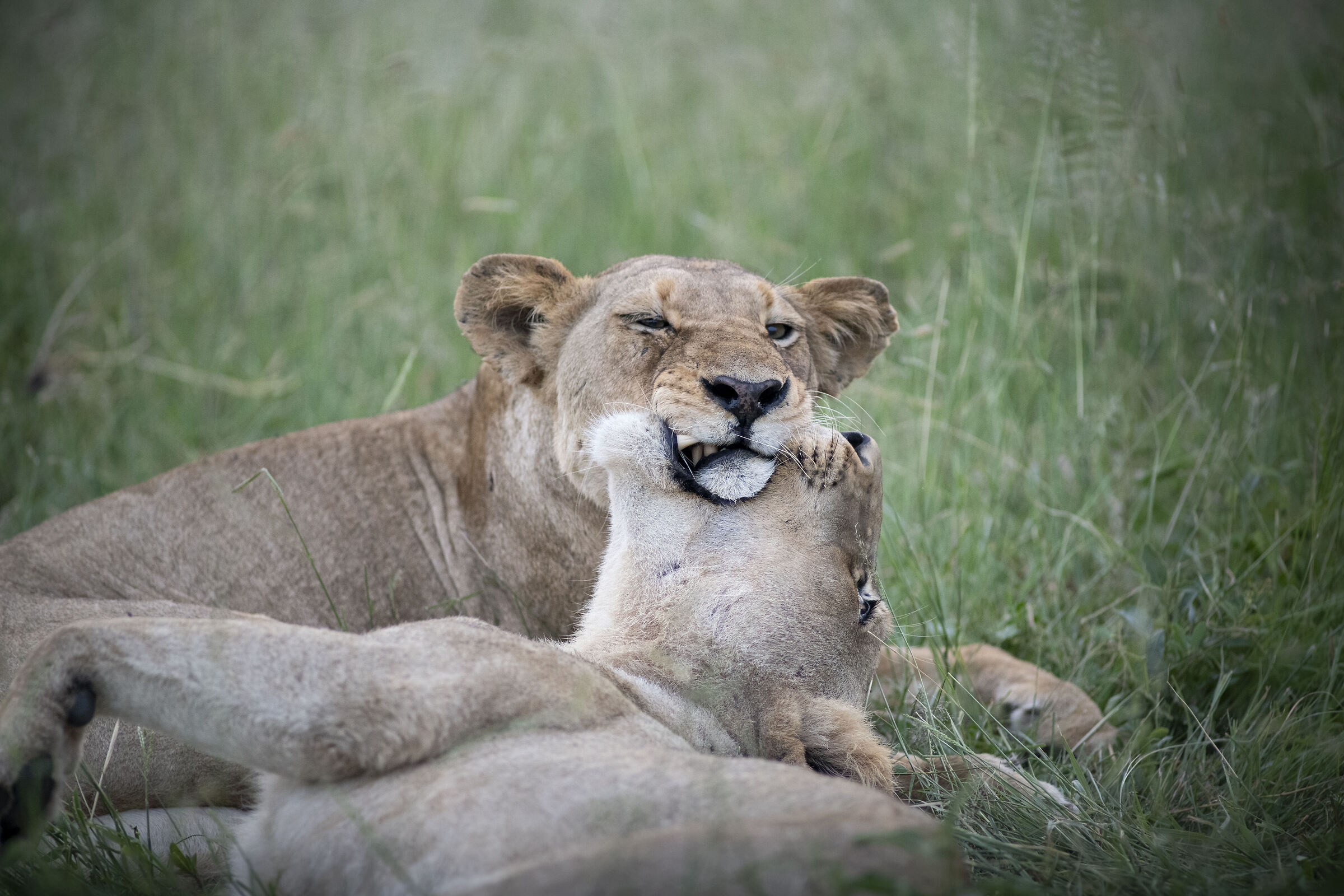 Lion