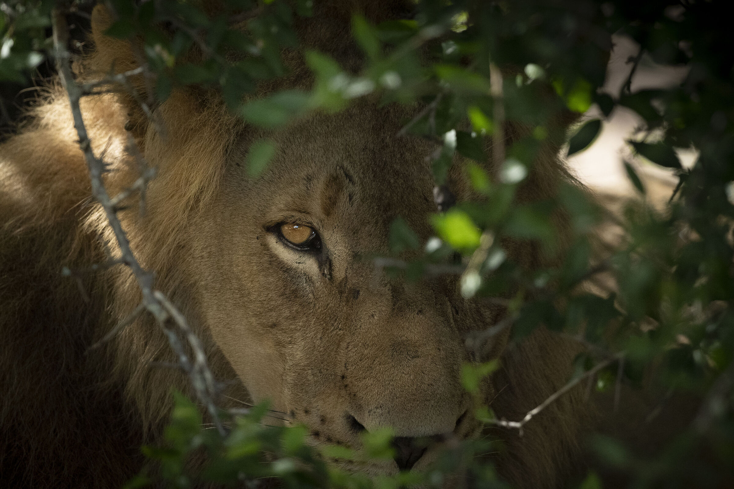 Lion