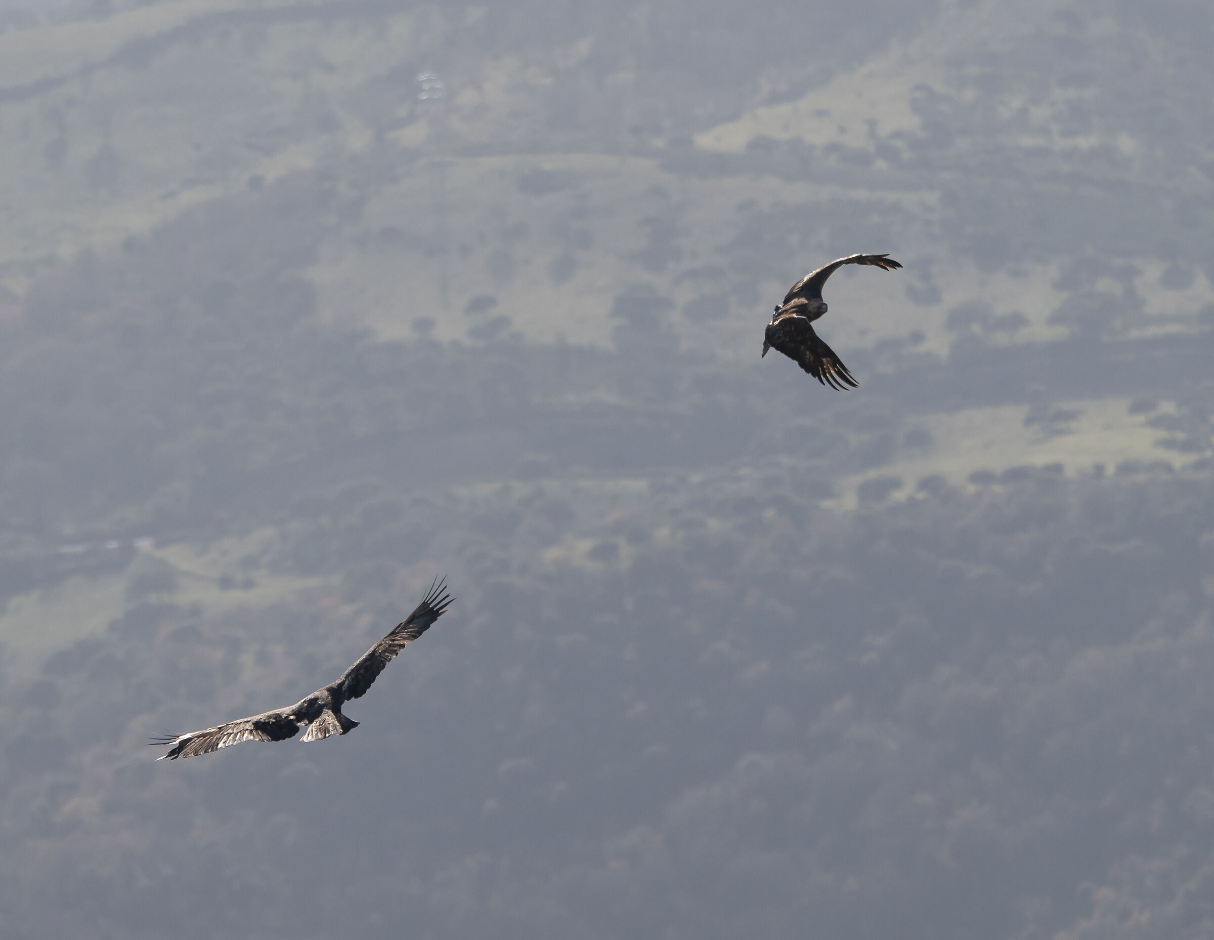 Sardinian Golden Eagle