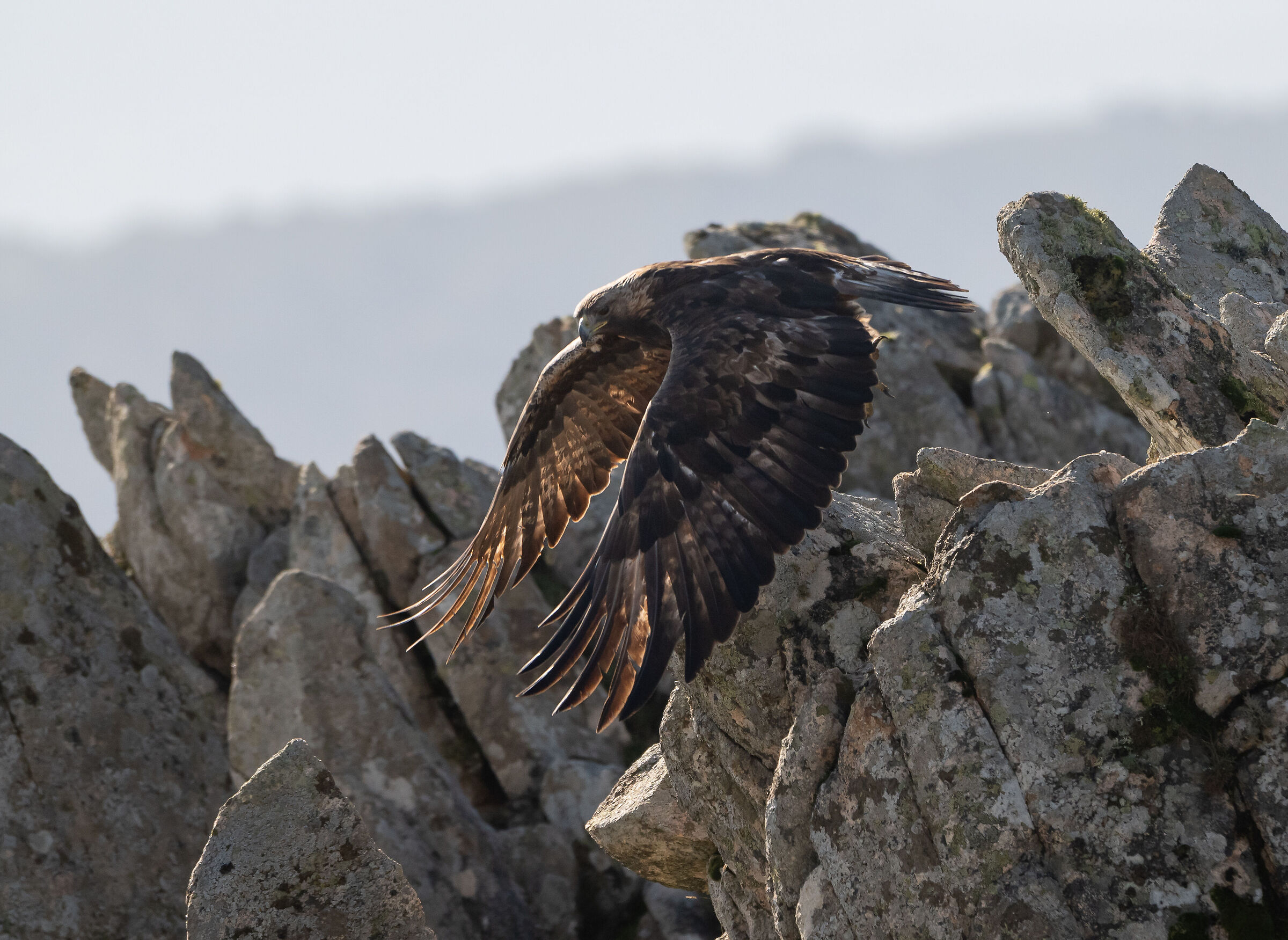 Sardinian Golden Eagle