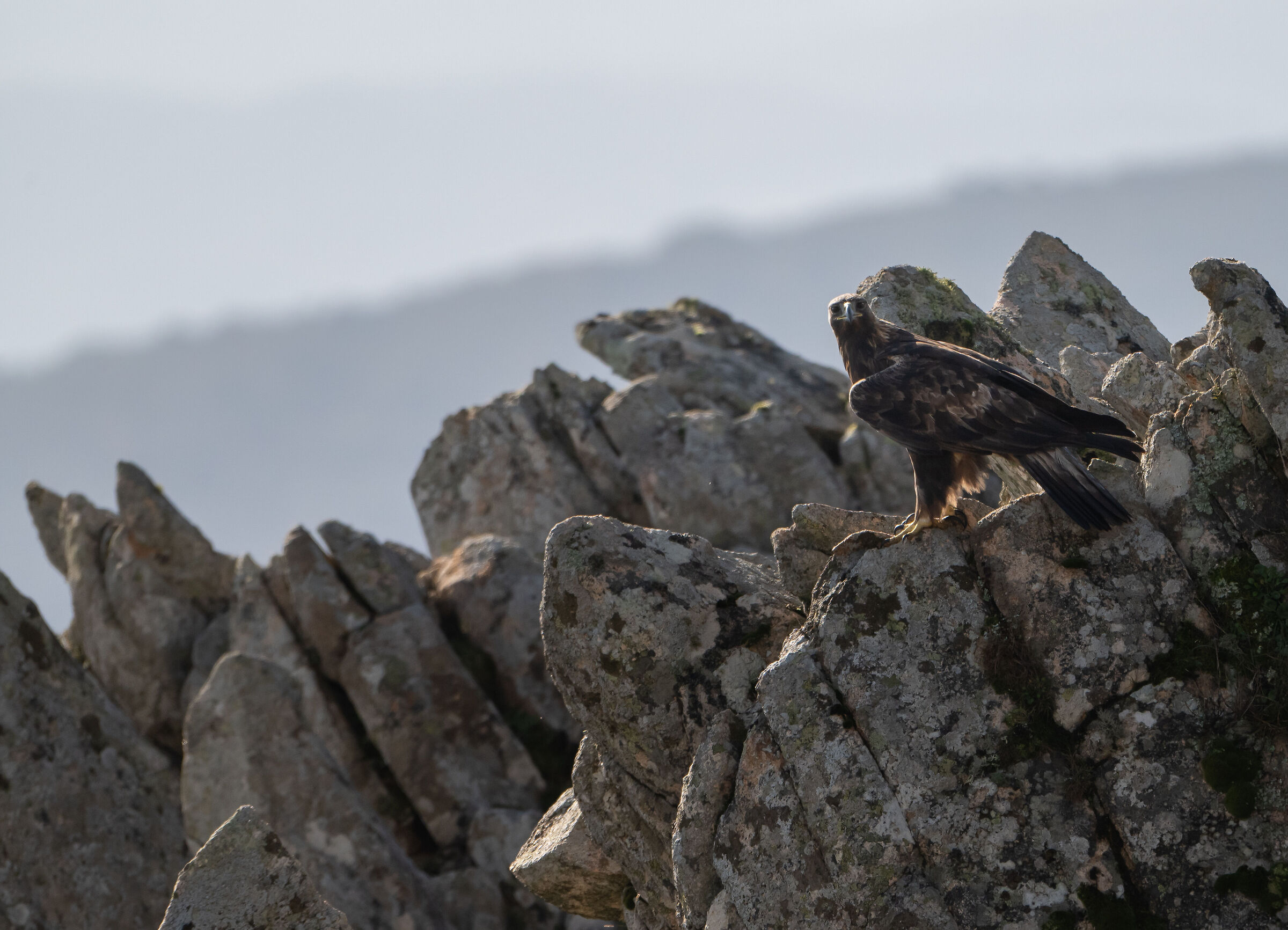 Sardinian Golden Eagle
