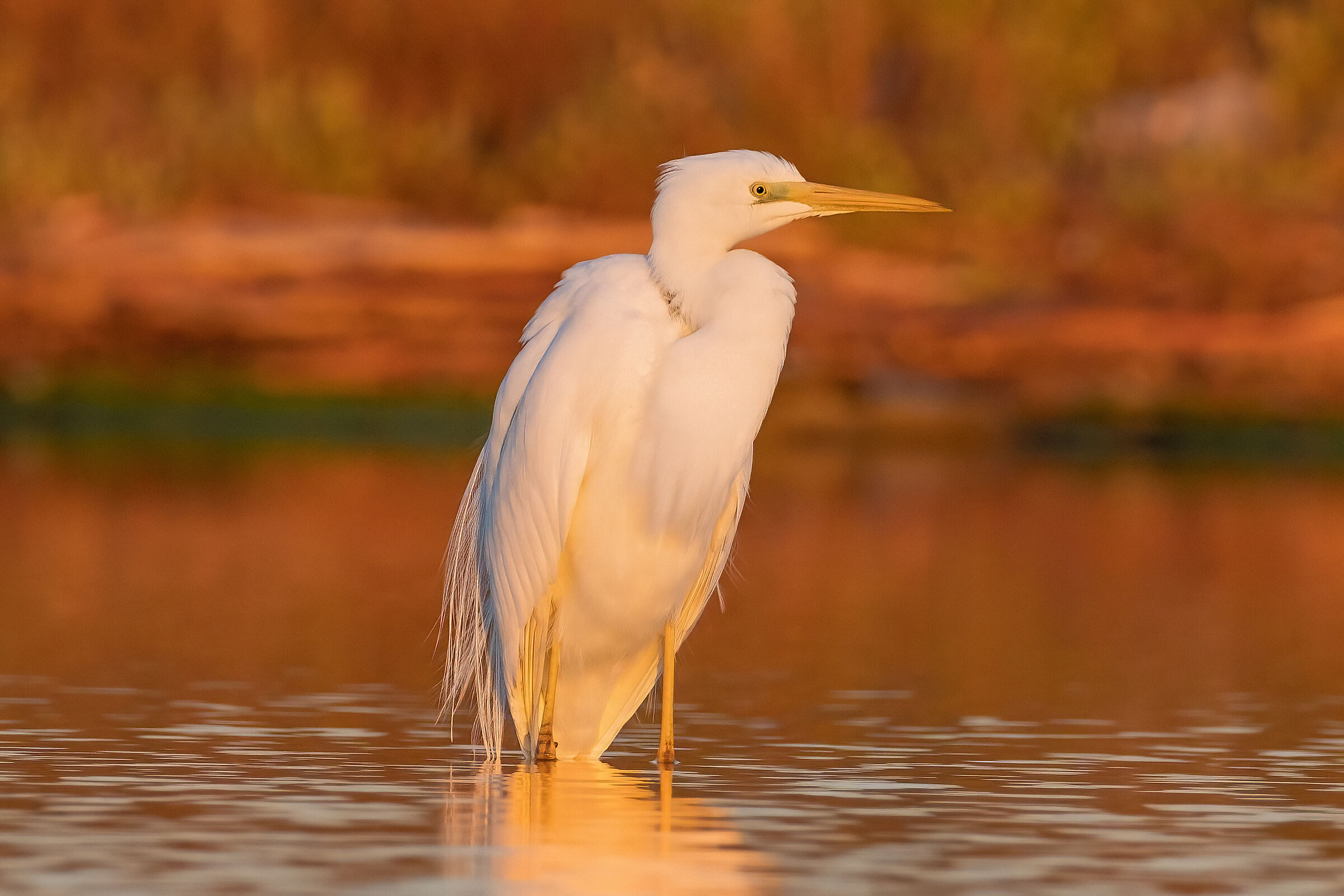Great White Heron with warm colors of sunrise