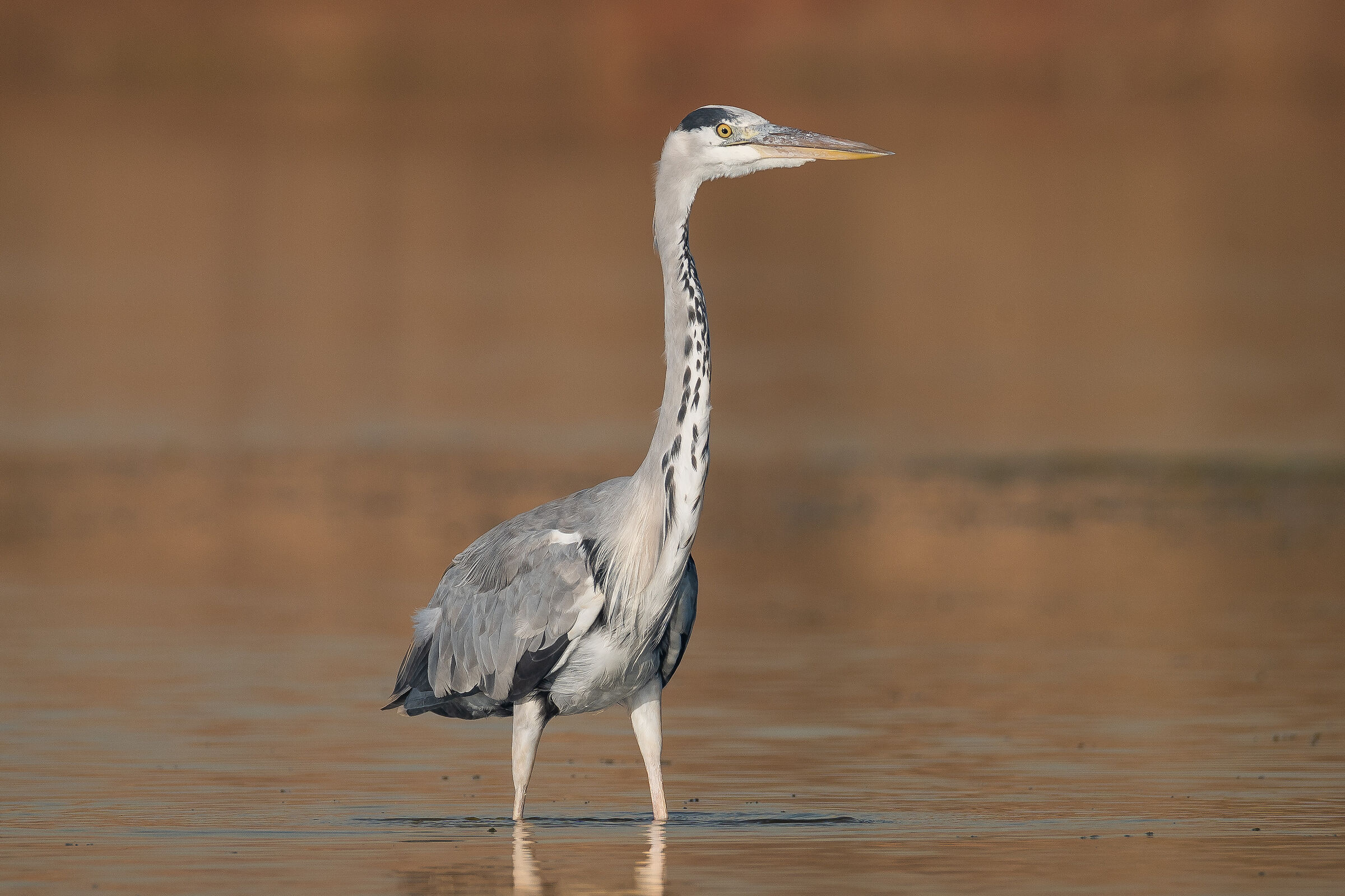 Grey heron