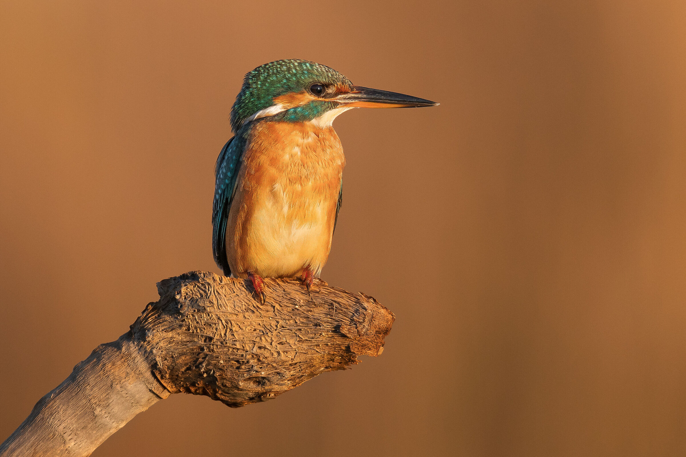 Kingfisher photographed at sunrise