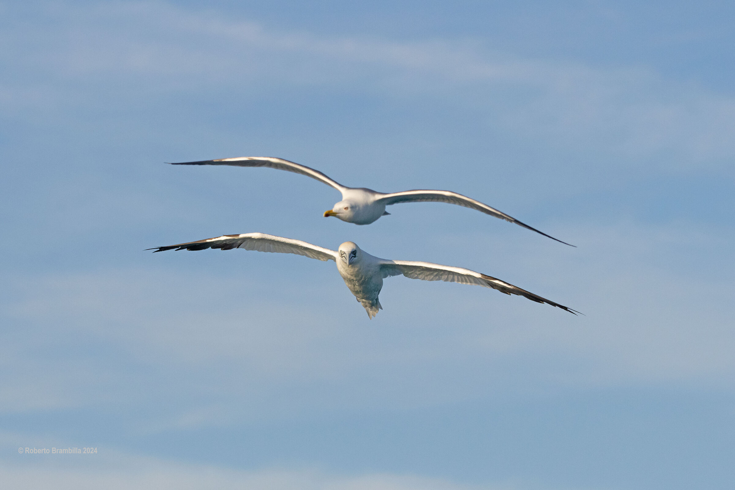Disturbance flight