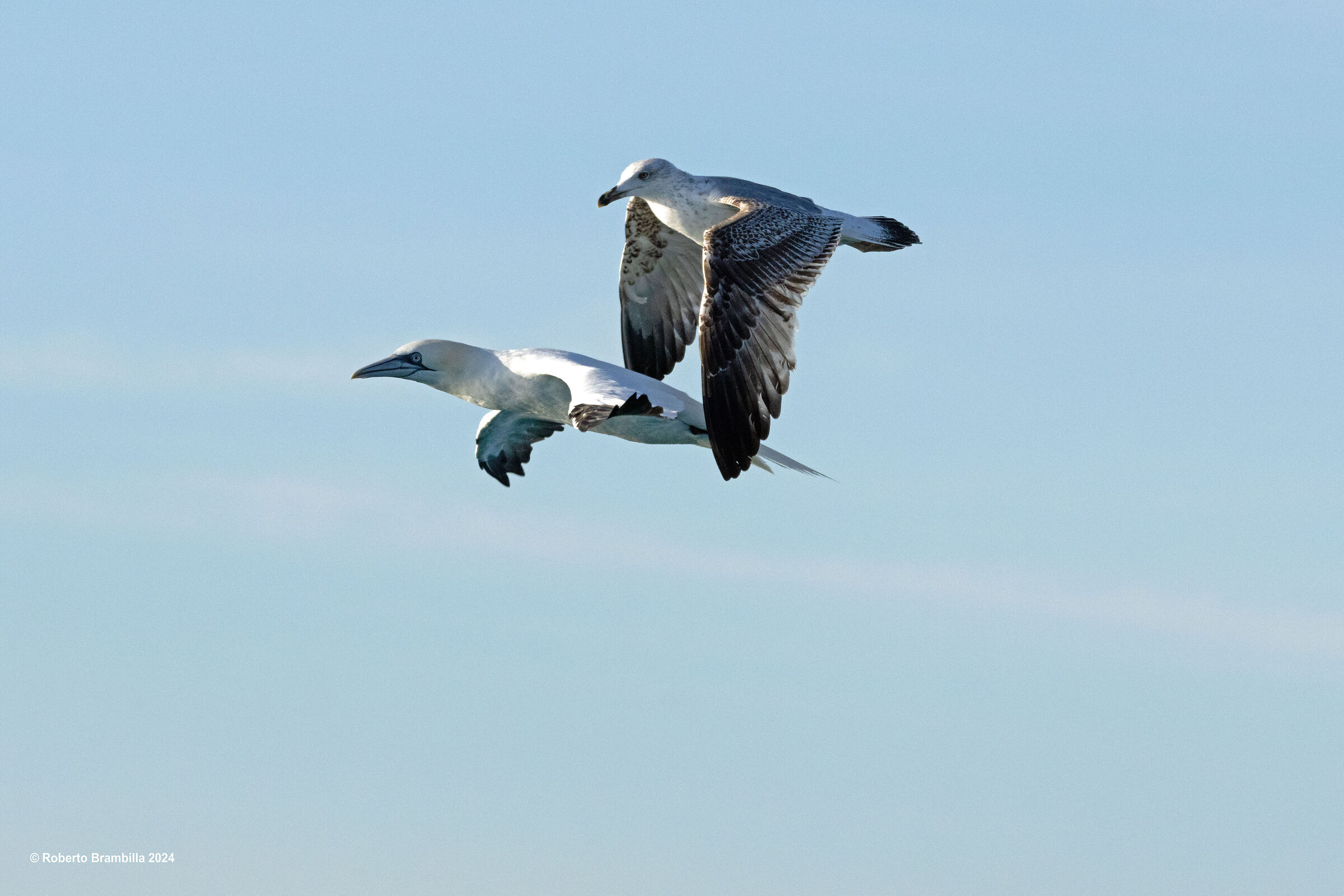 Disturbance flight