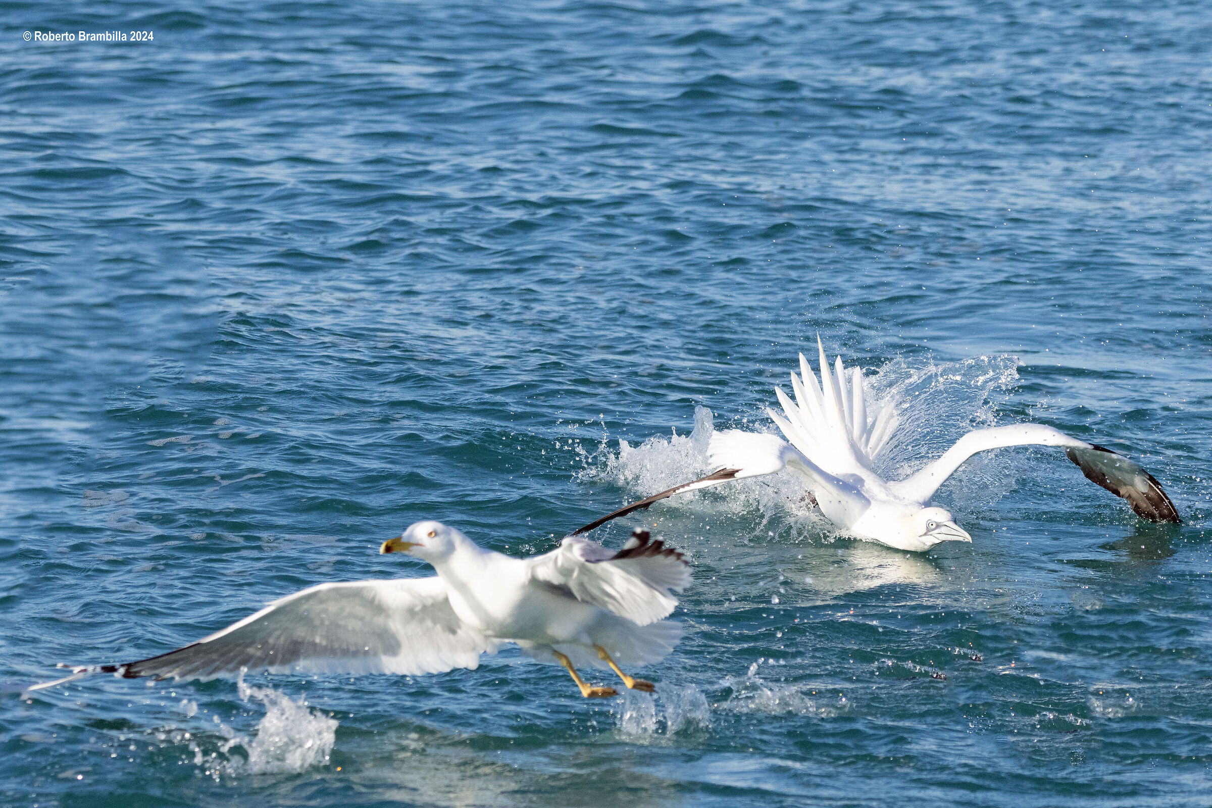 Gliding