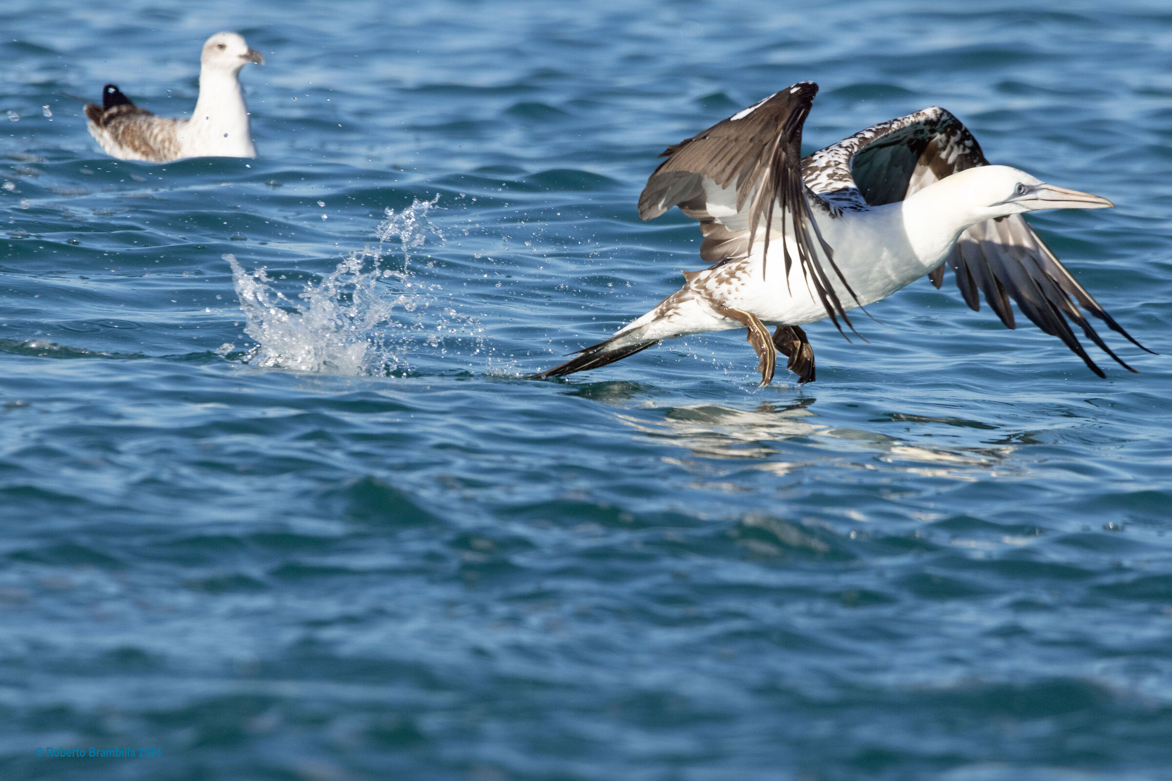 Departing gannet