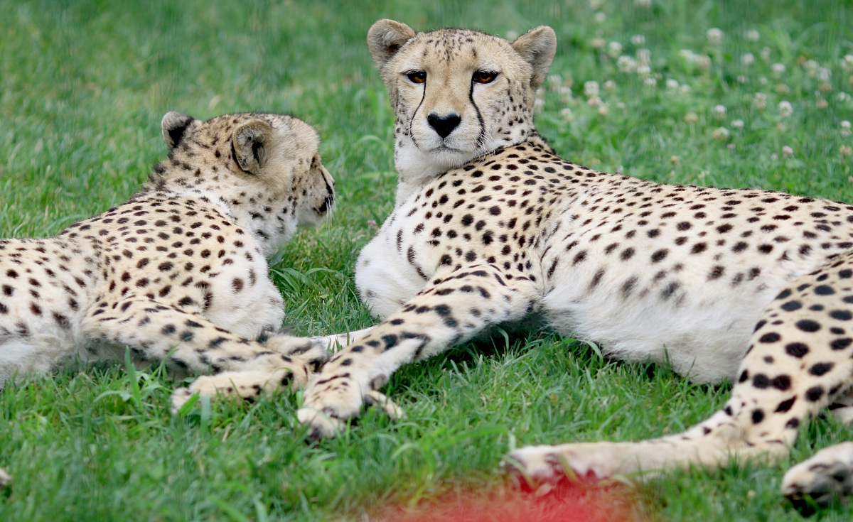 Through The Barricades