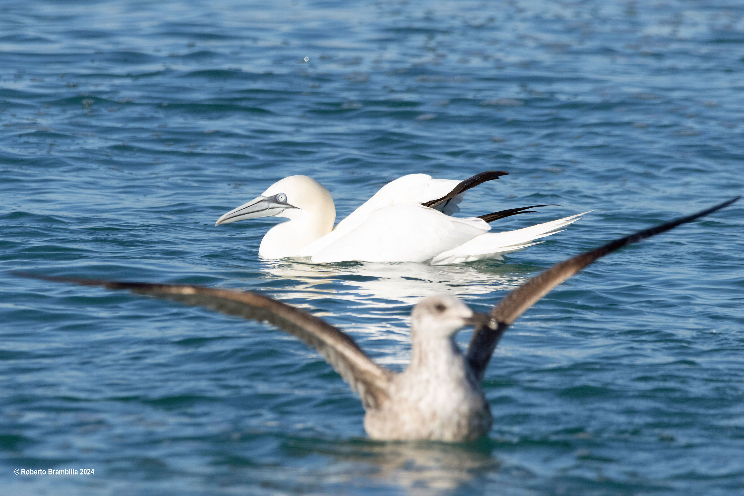 Gannets at sea