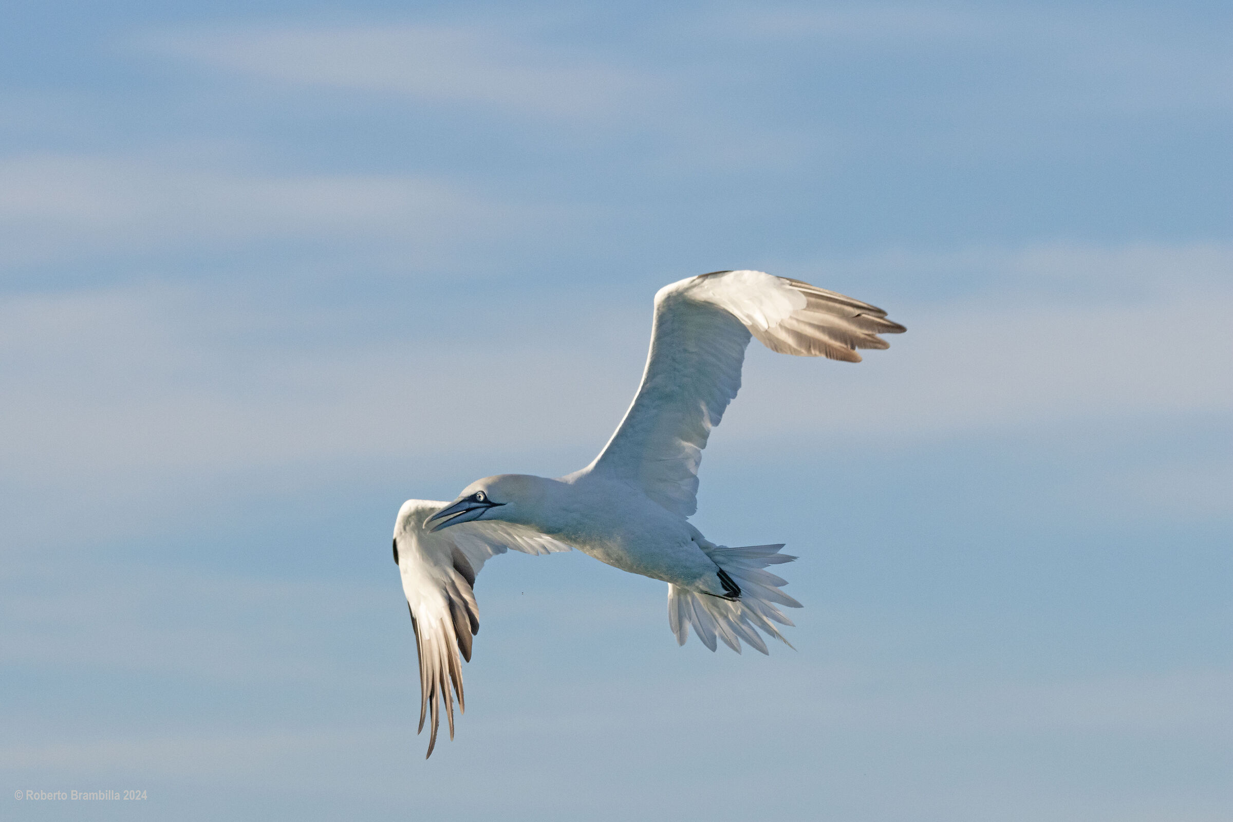 Gannets in flight