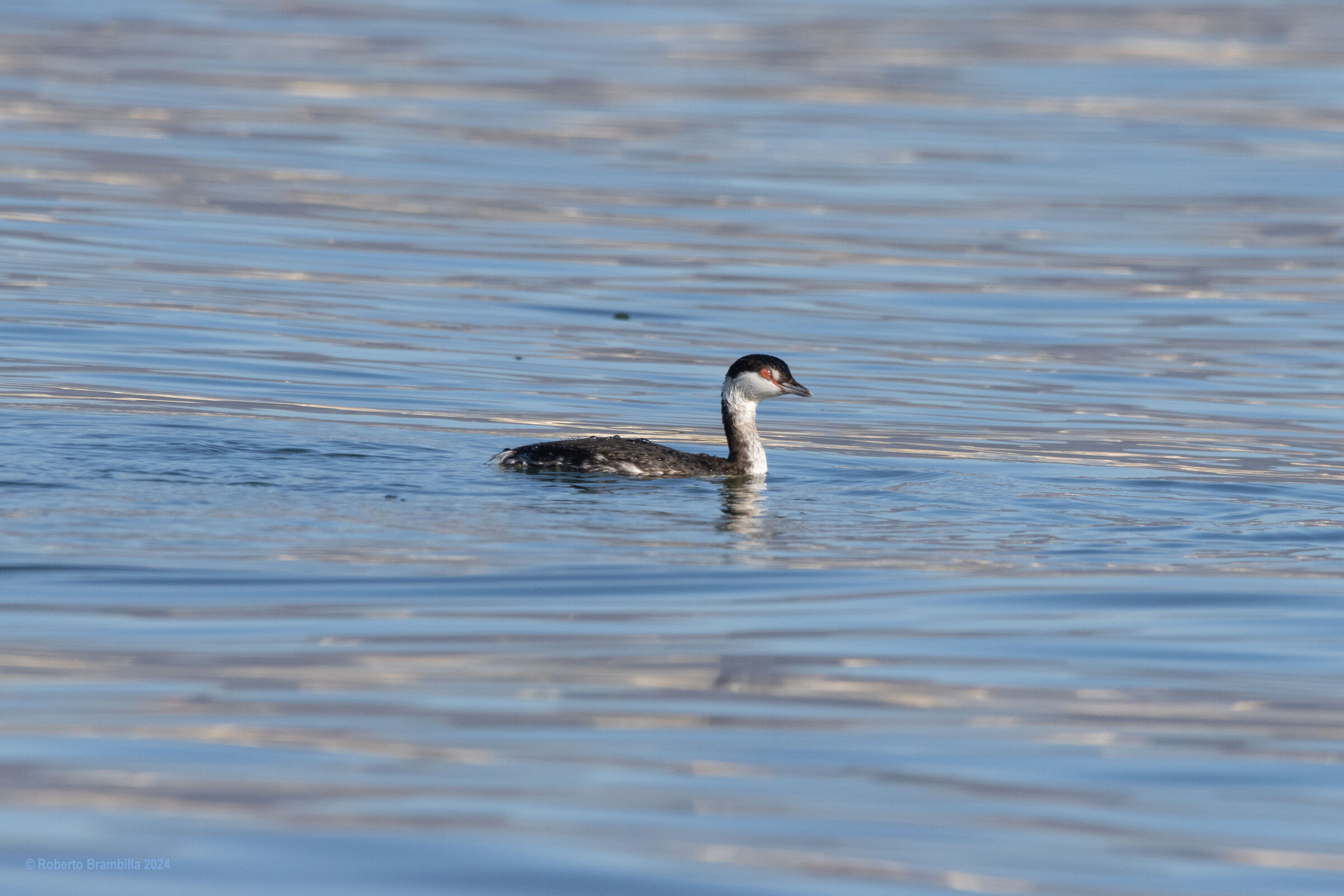 Horned Grebe