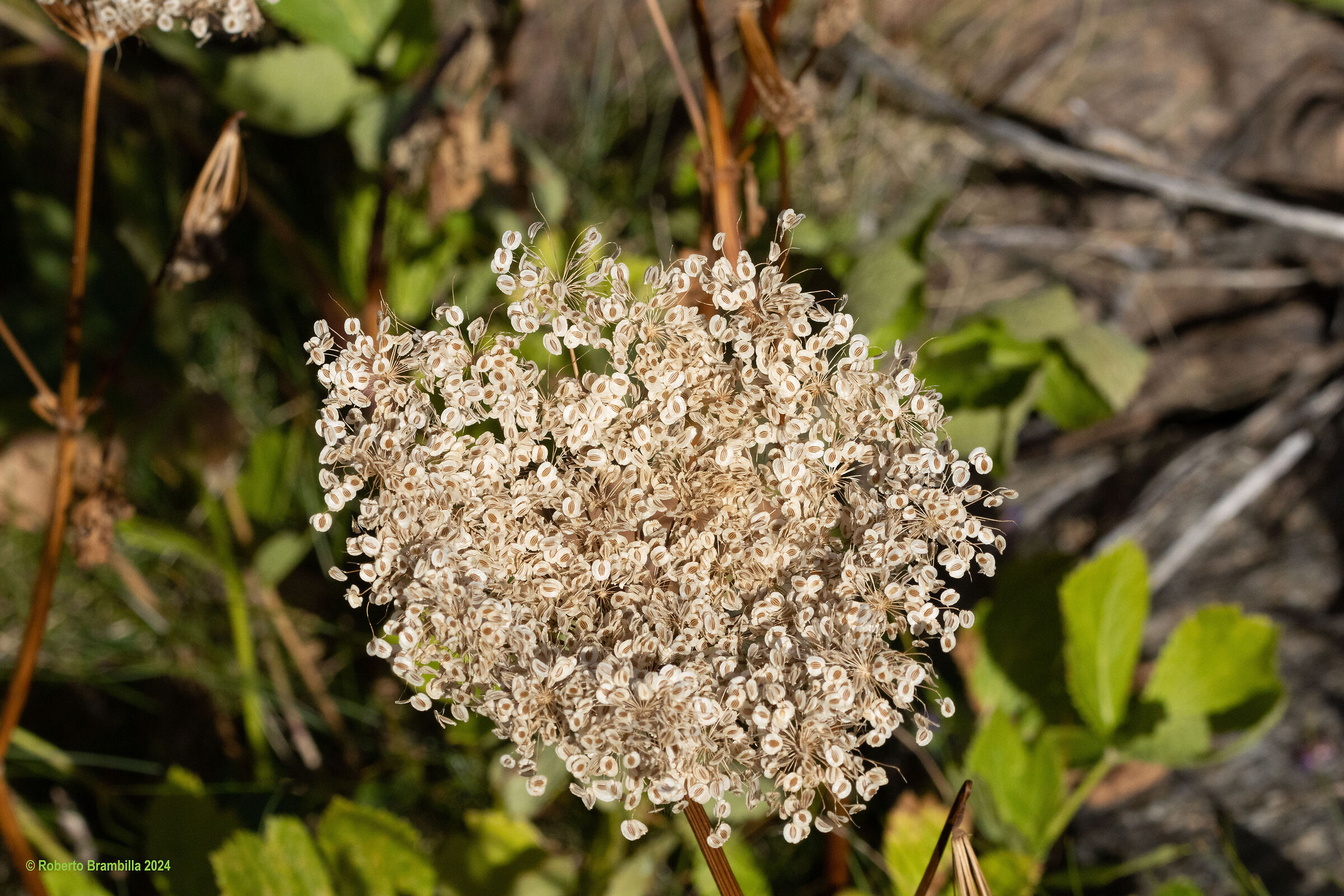 Mountain flower