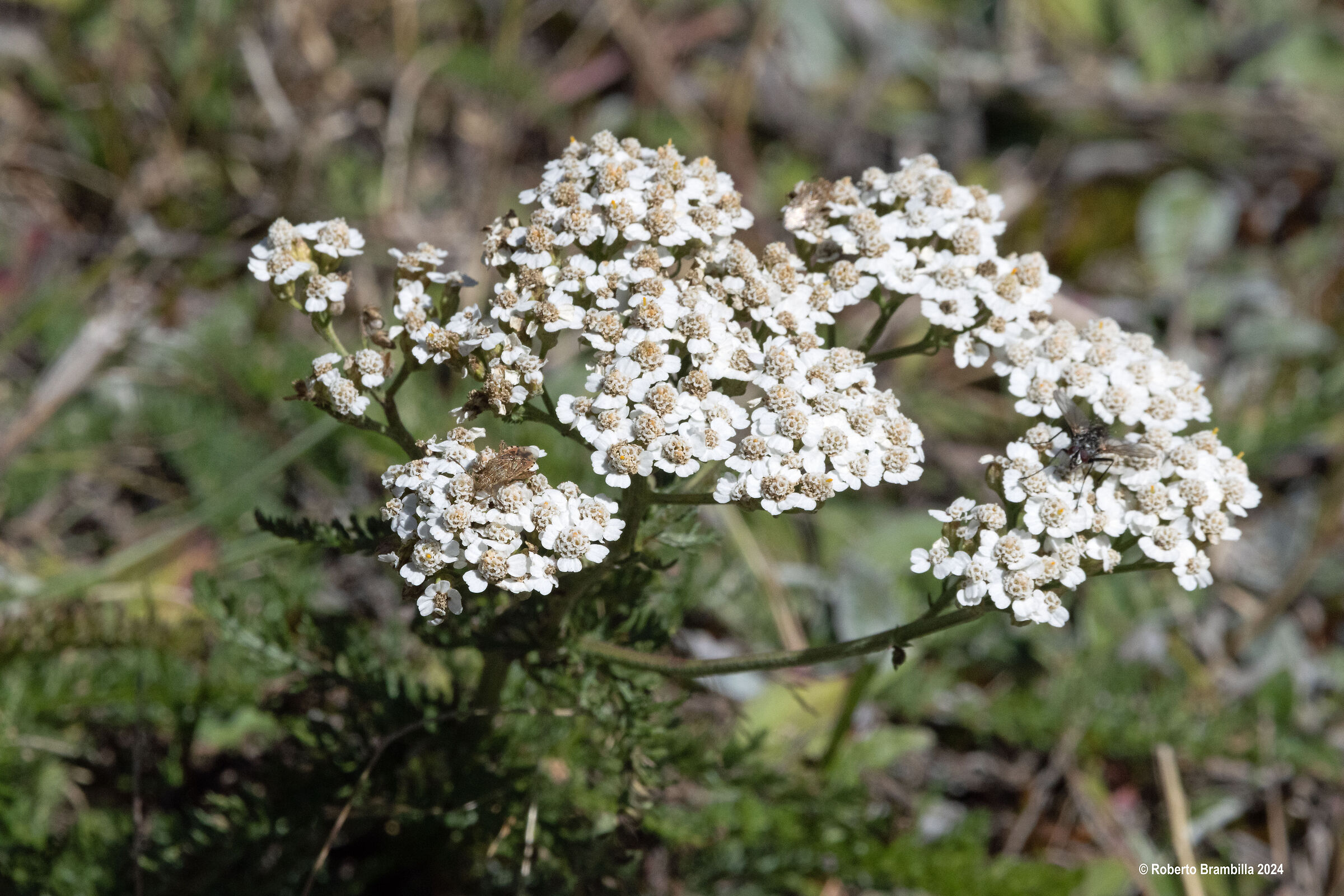Flowers and insects