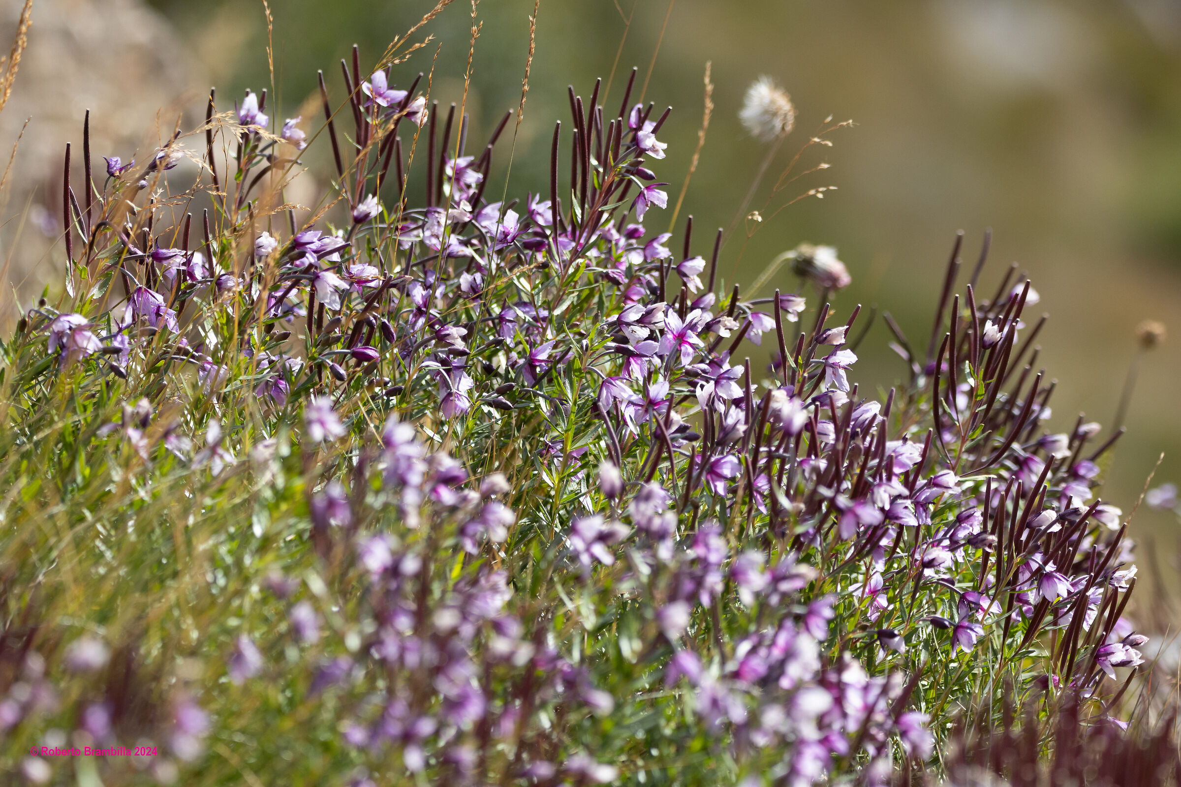 Mountain flowers