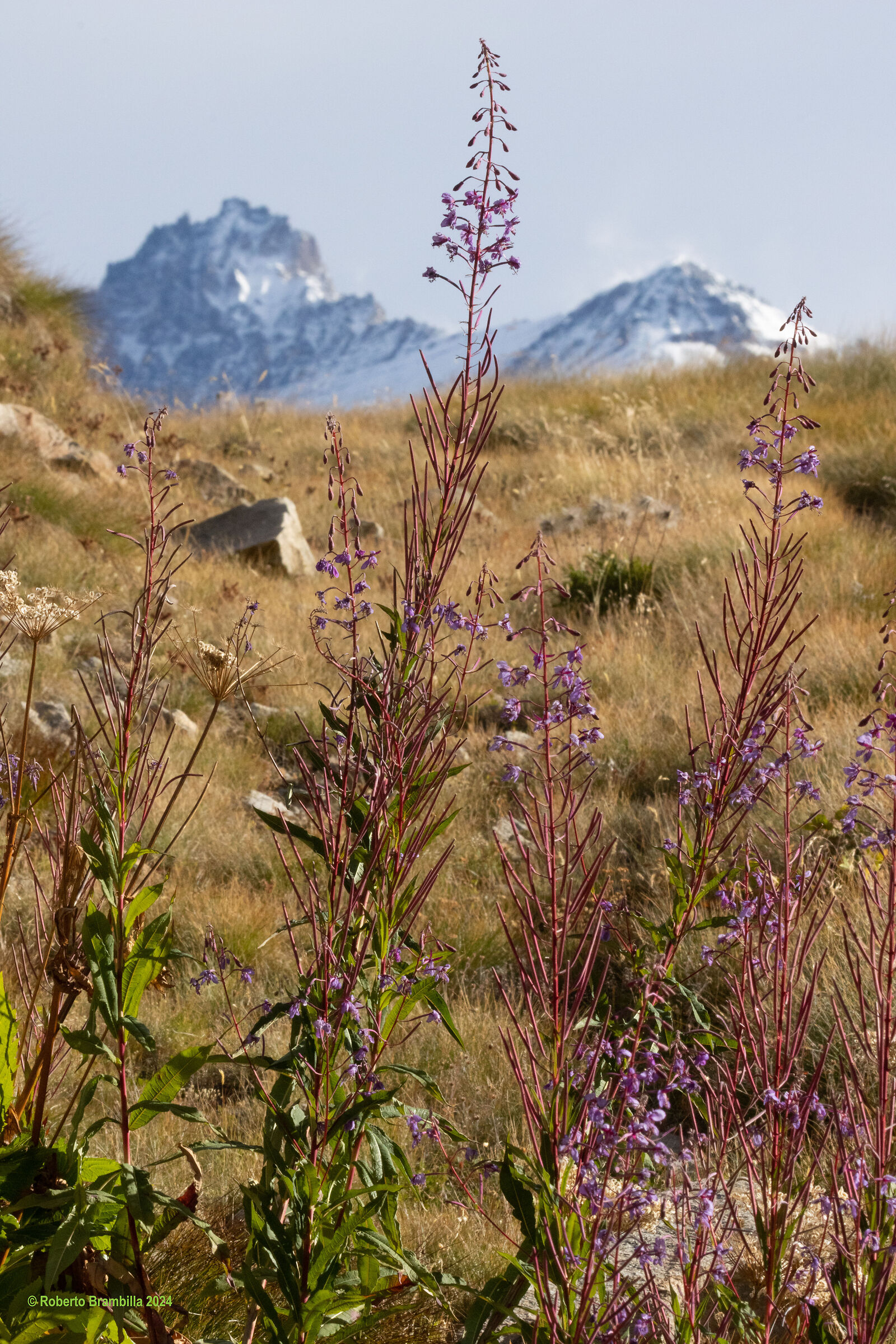 Flowers among the peaks