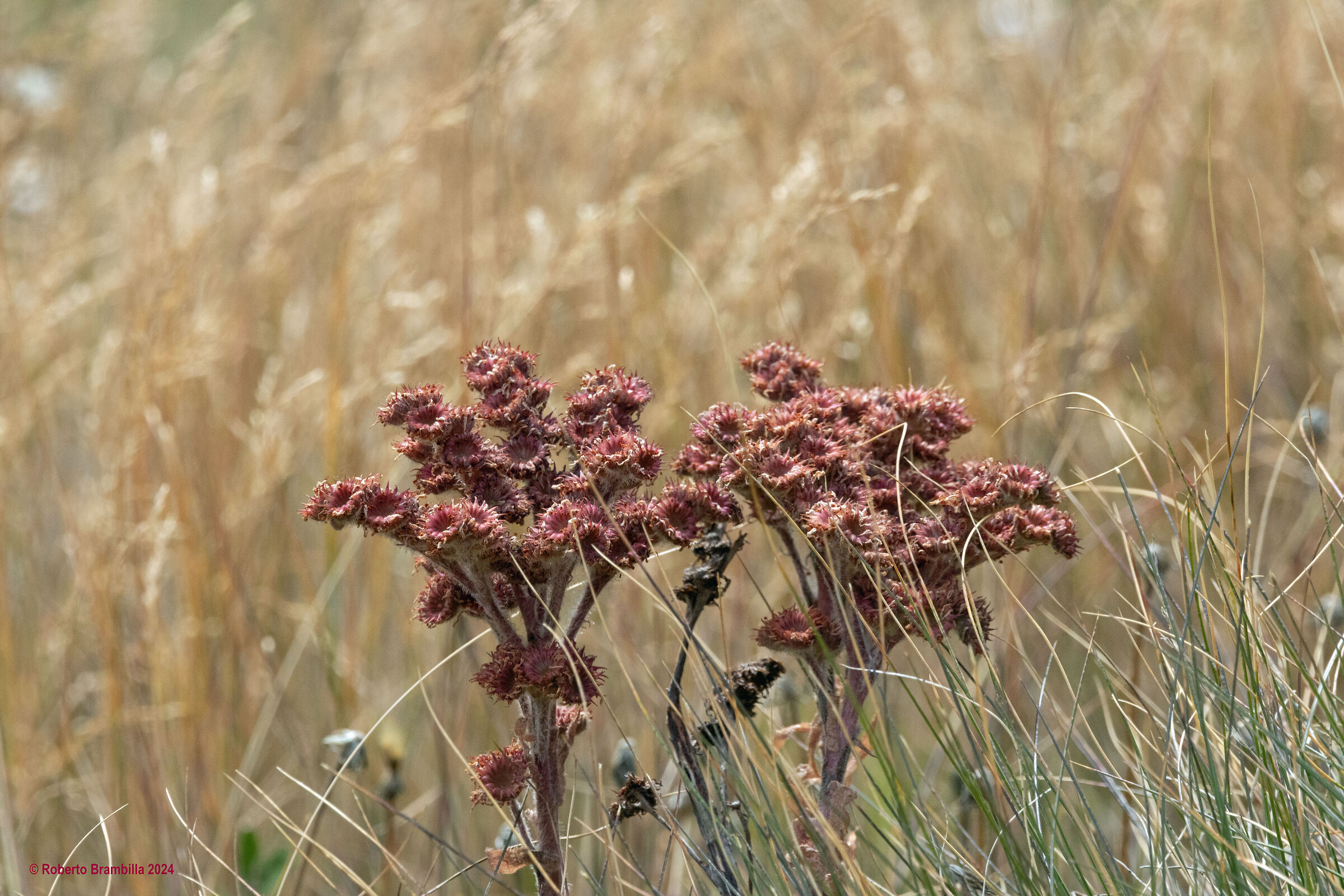 Mountain flowers