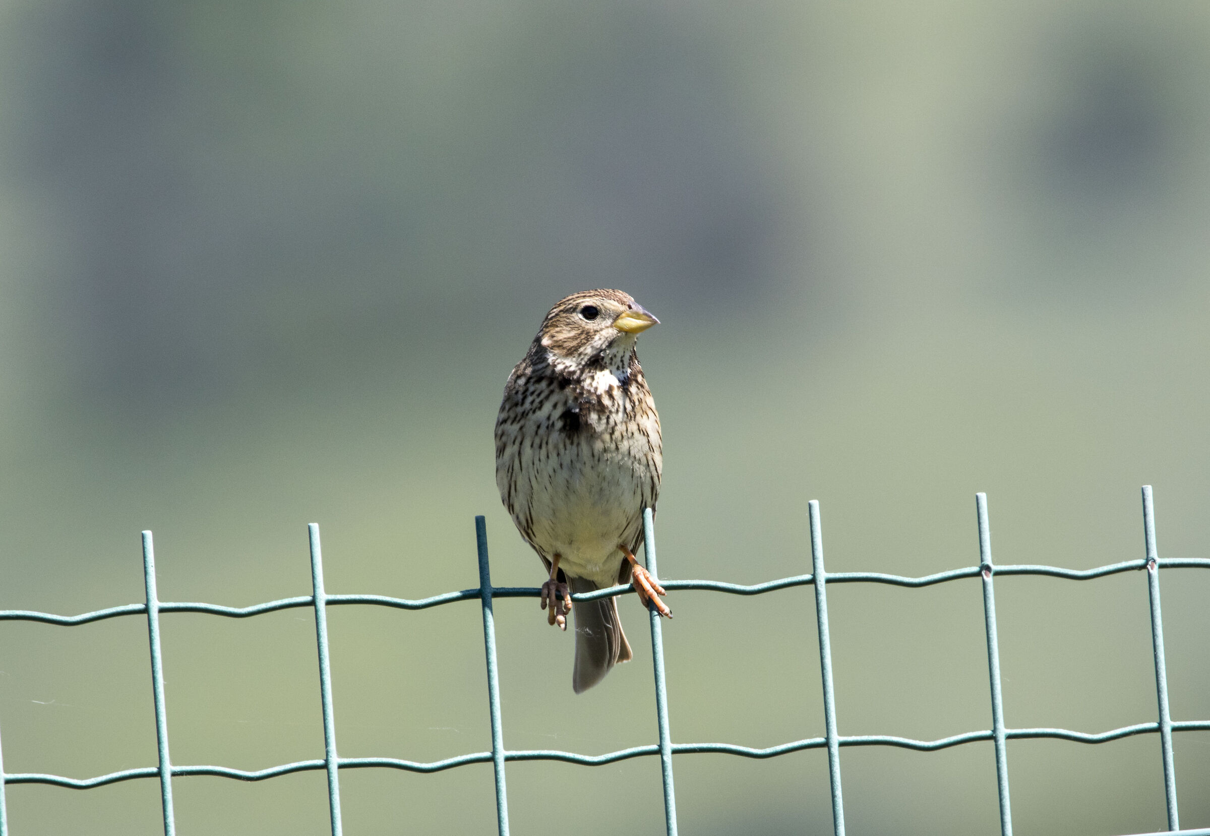 Corn bunting