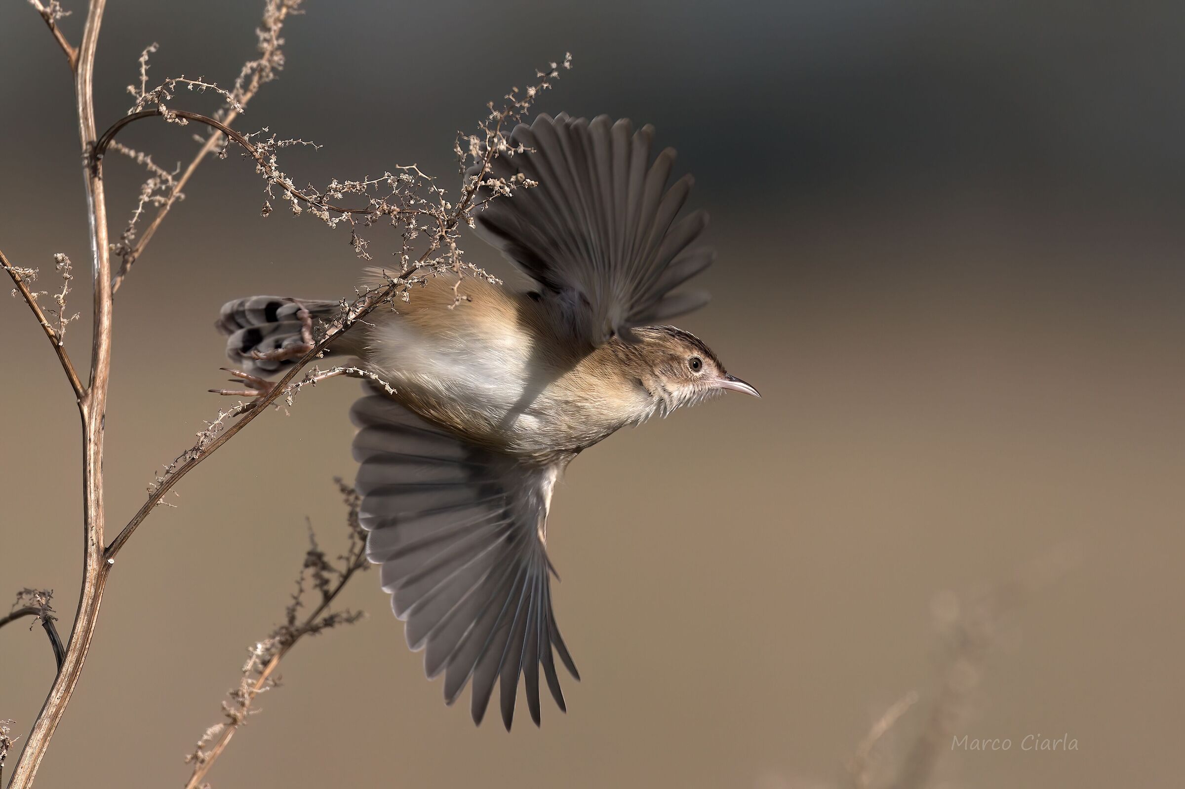Snipe (Cisticola juncidis)
