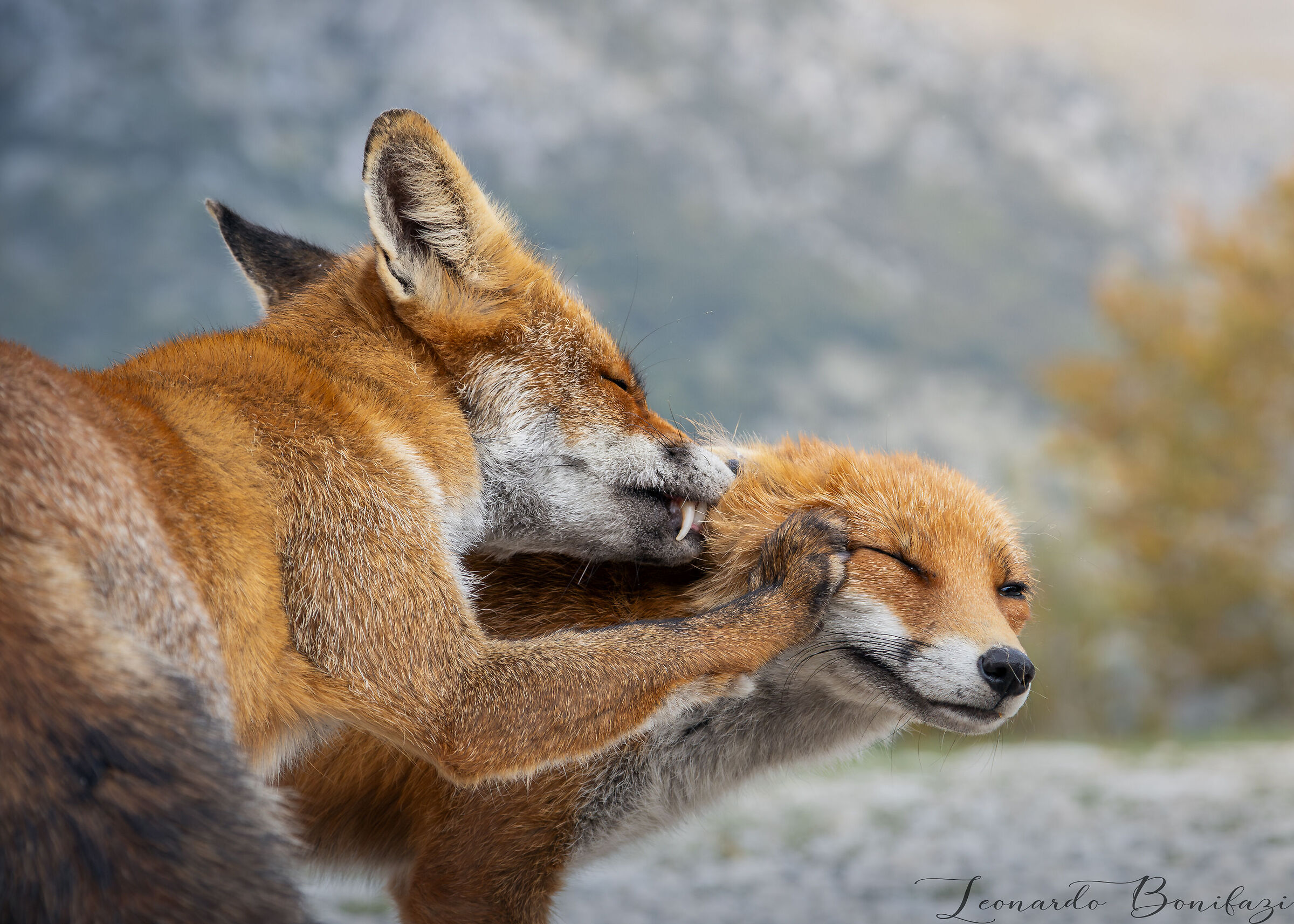 Young foxes