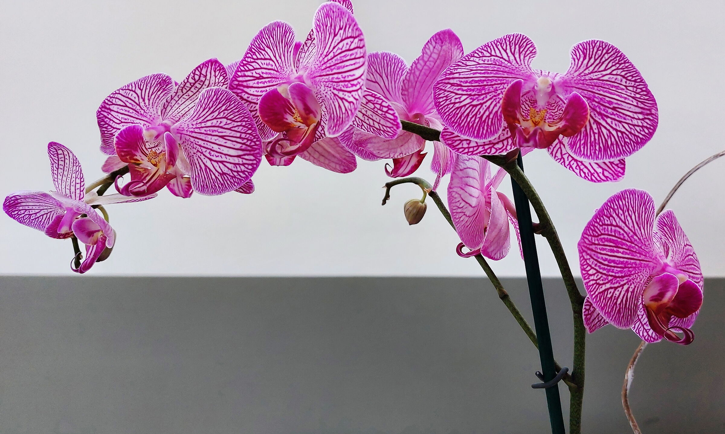 Orchidea minimal