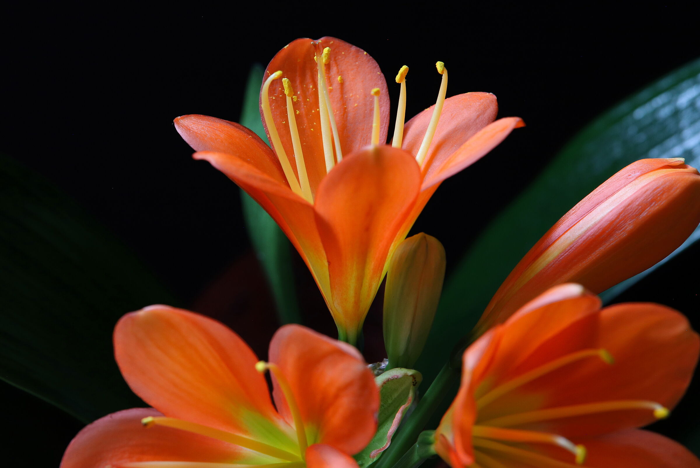 Clivia Miniata Arancione