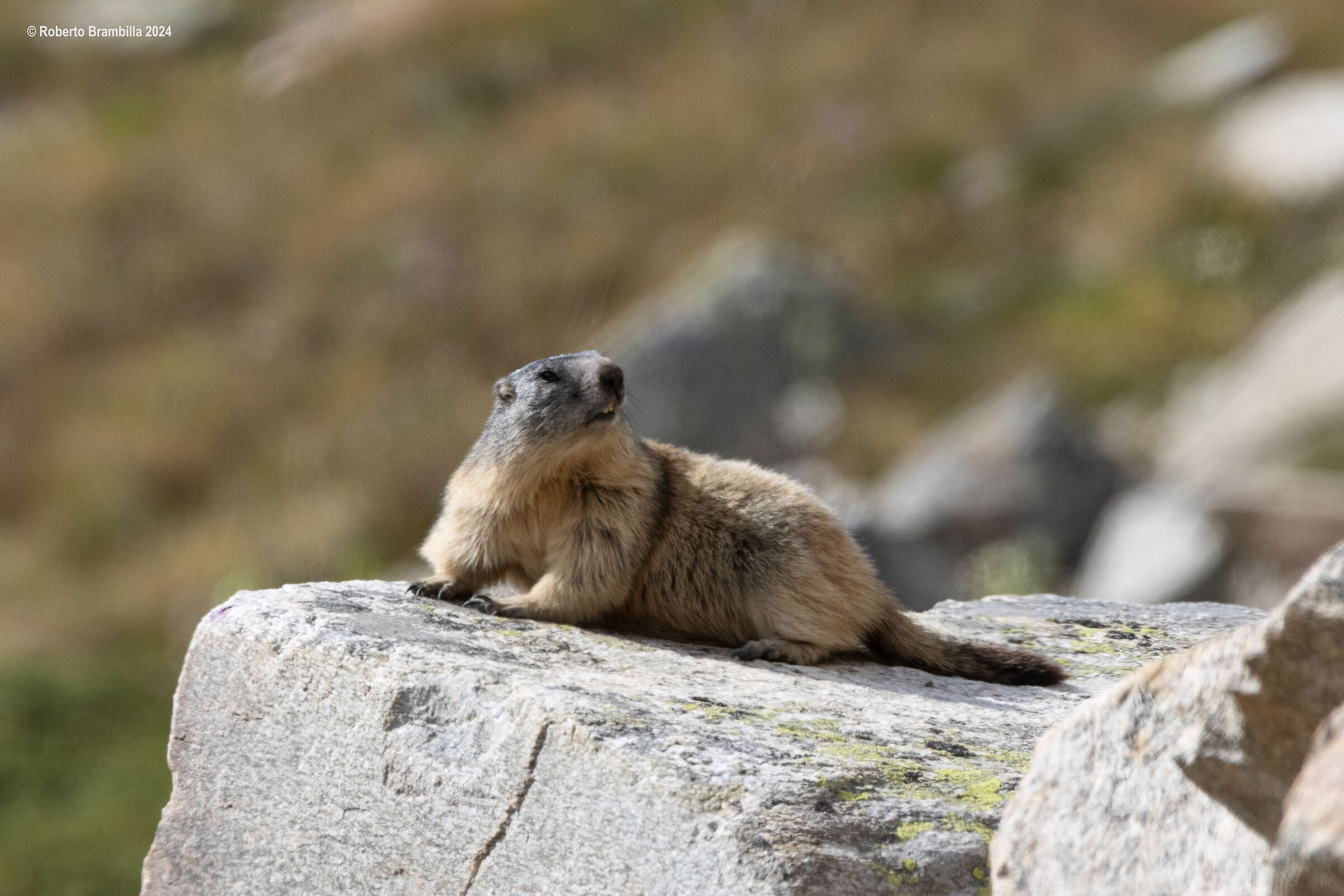 Marmot in the sun