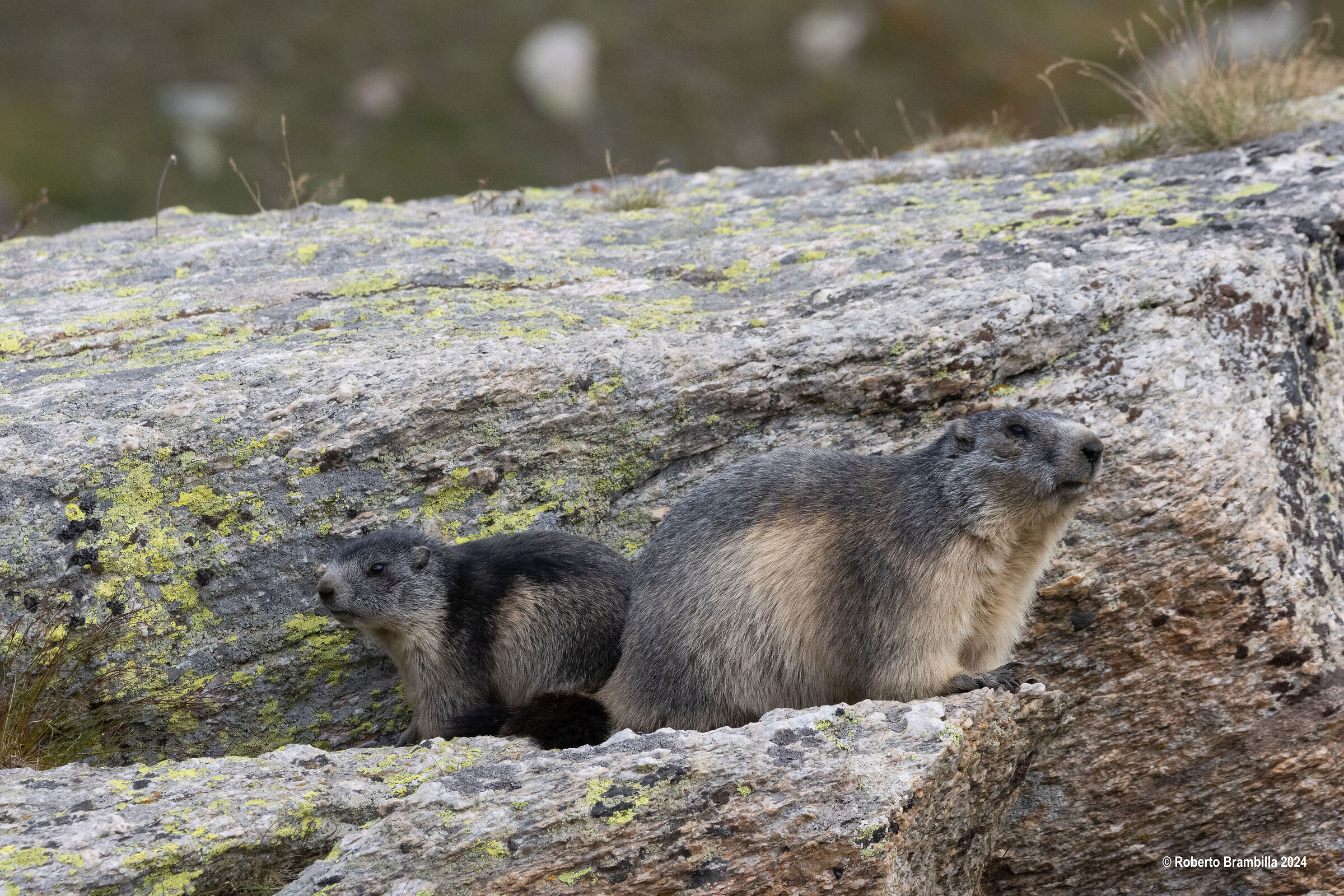 Marmot with offspring