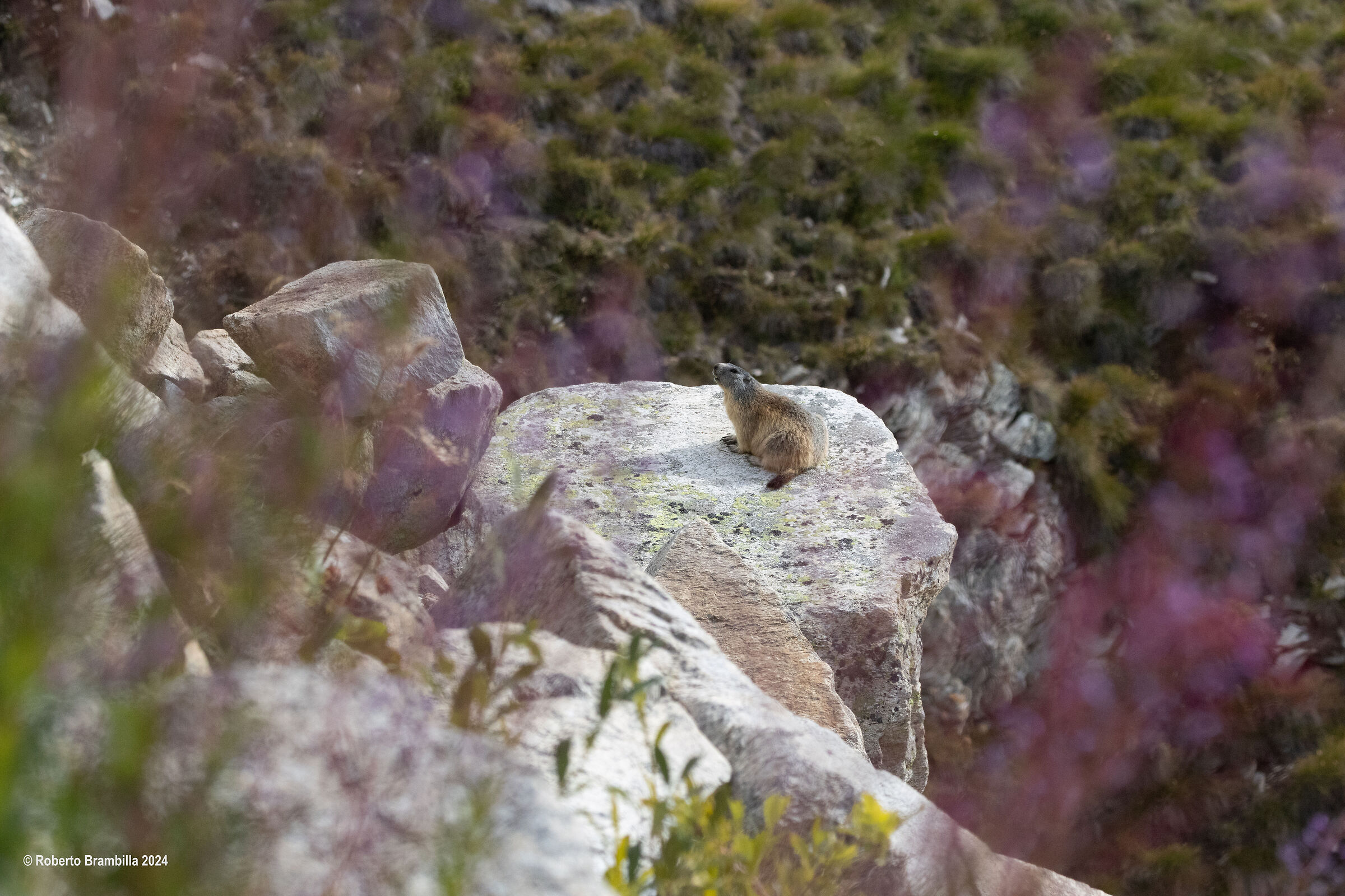 Marmot among flowers