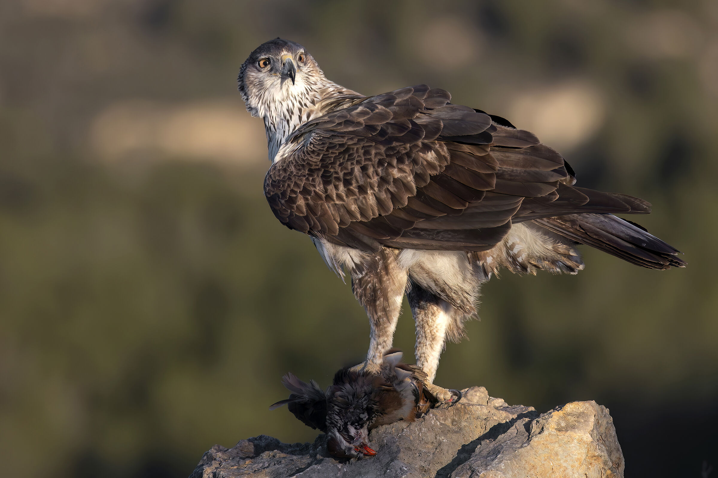 Bonelli's Eagles