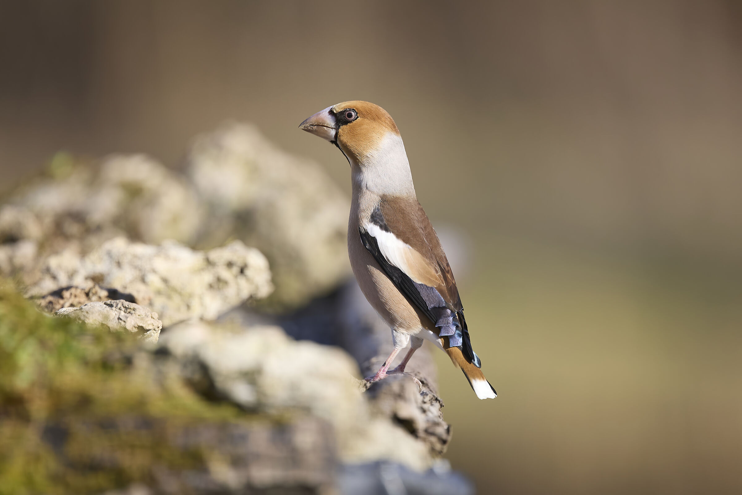 Hawfinch
