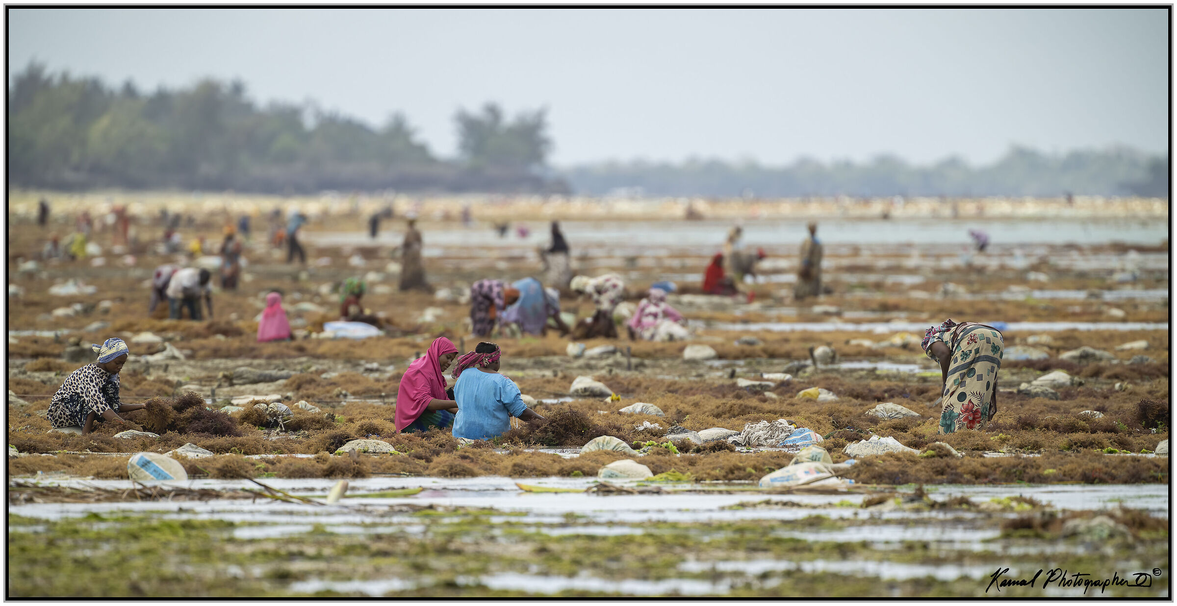 Raccoglitrici di alghe (Zanzibar)